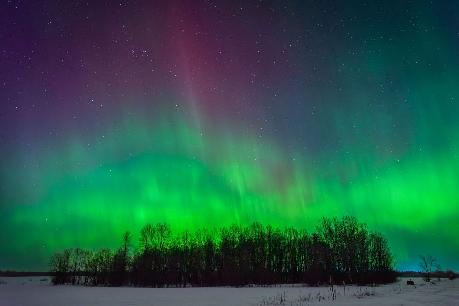 Vibrant green and purple aurora borealis lighting up the night sky over a winter landscape.