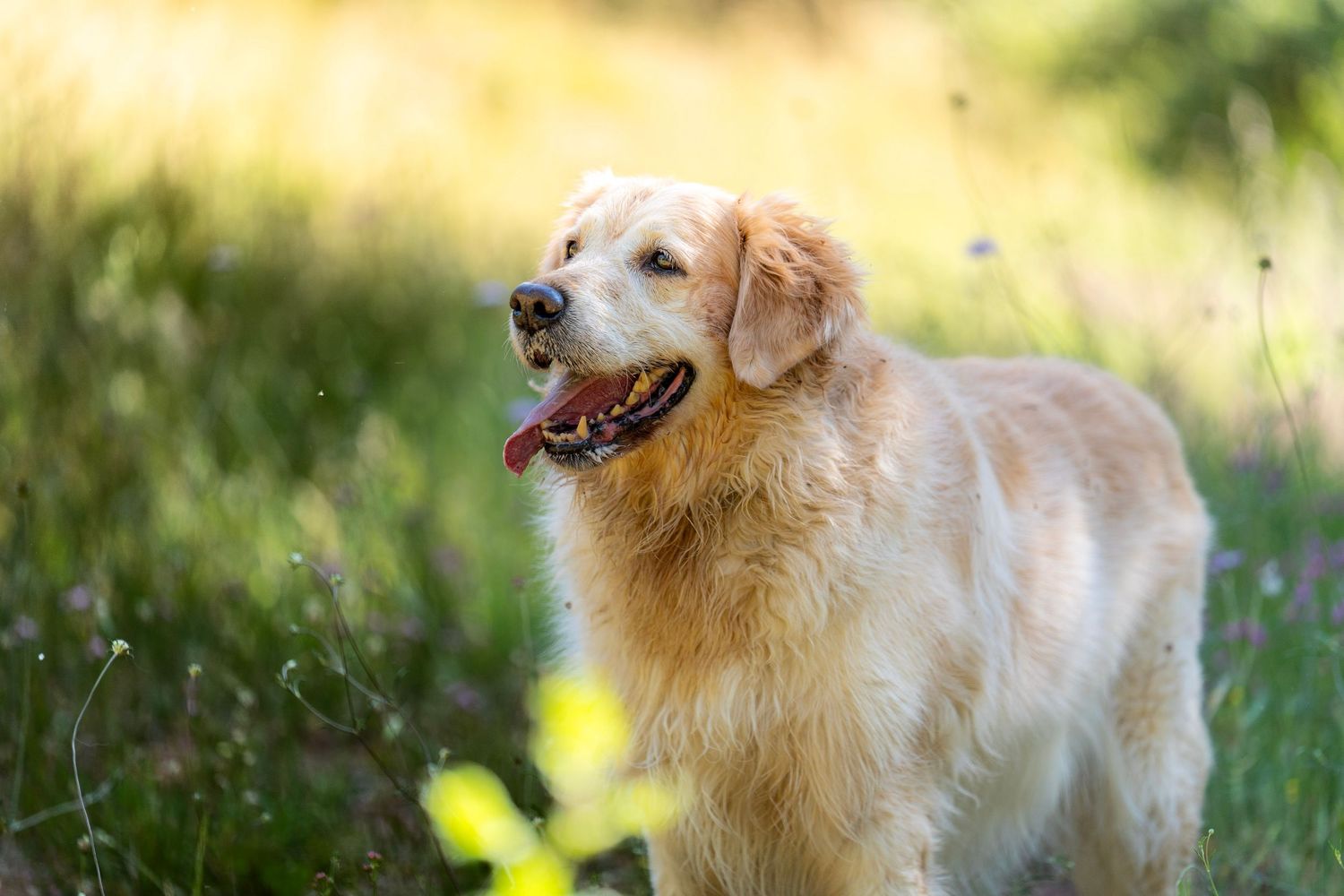 Golden retriever en Corbera de Llobregat