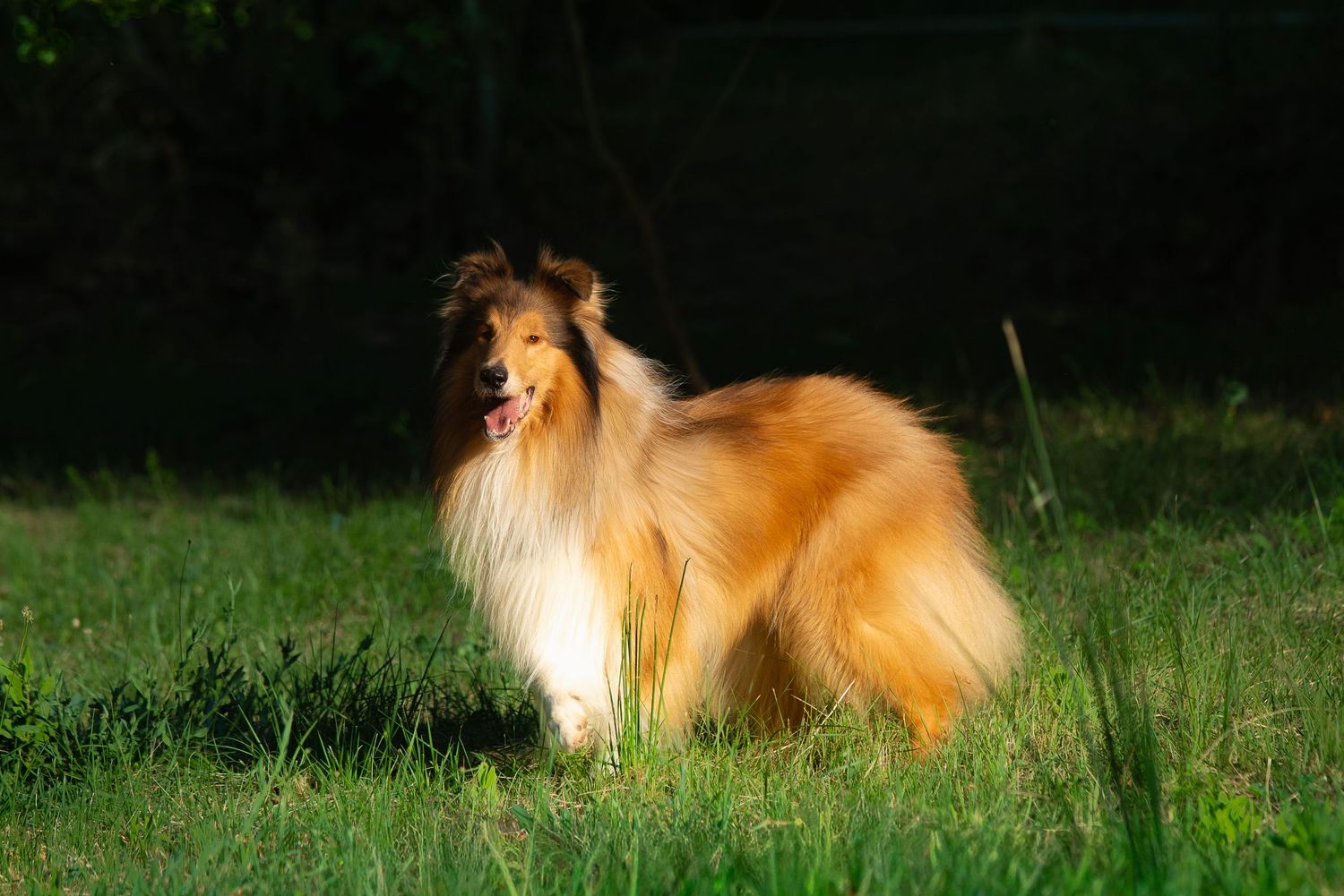 Fotografia Routh Collie en Baix Llobregat