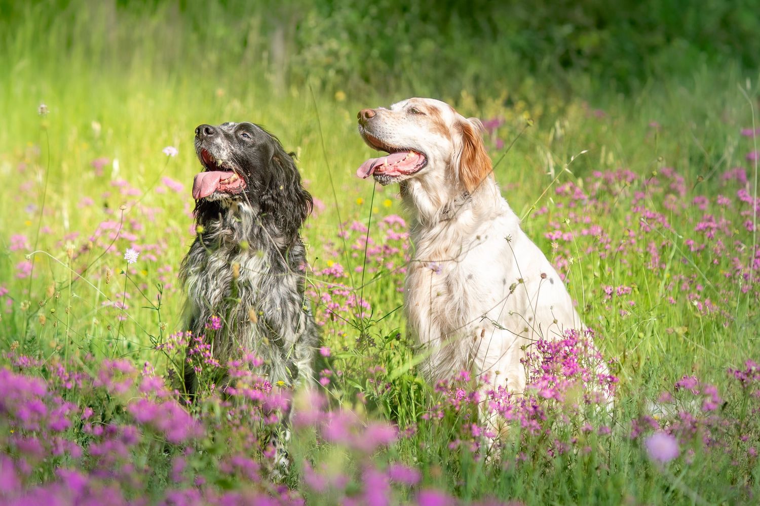Fotografias perros Setter en Baix Llobregat