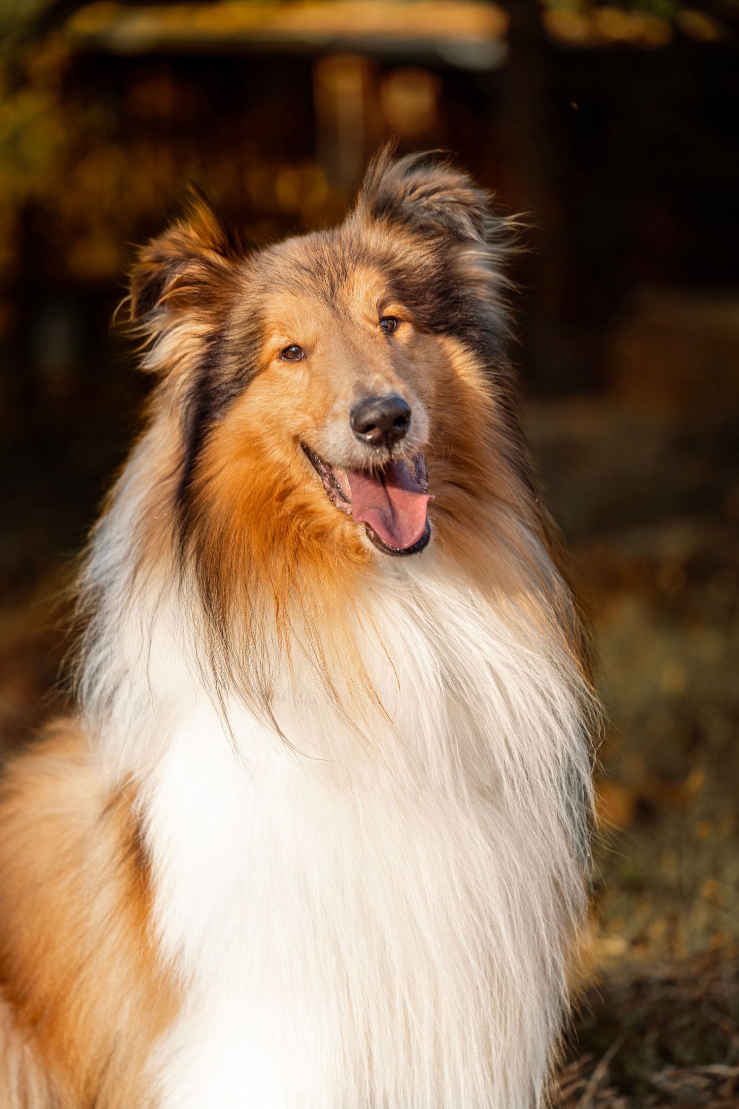 Fotografia Routh Collie en Barcelona