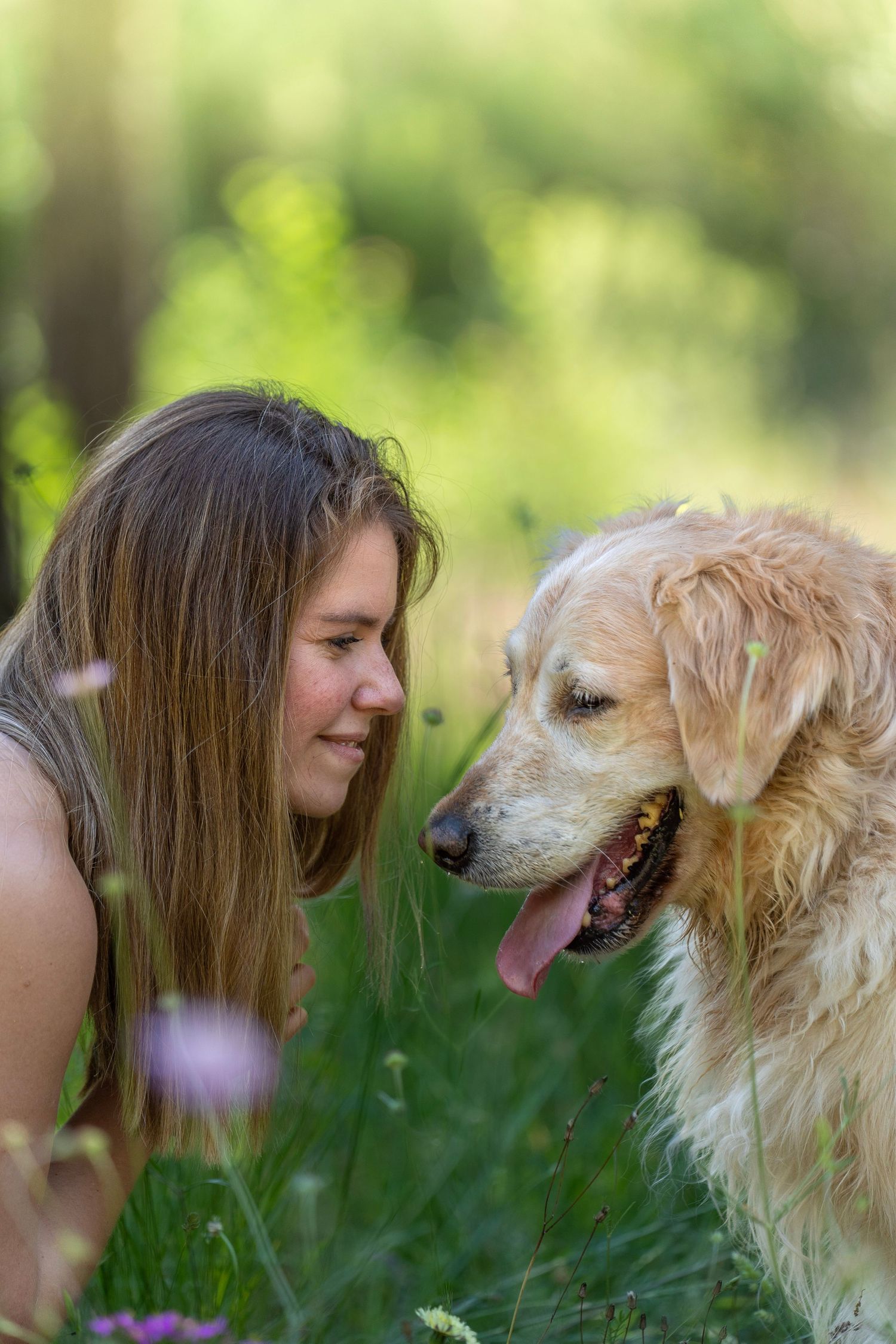 Retratos de perro Golden Retriever en exterior