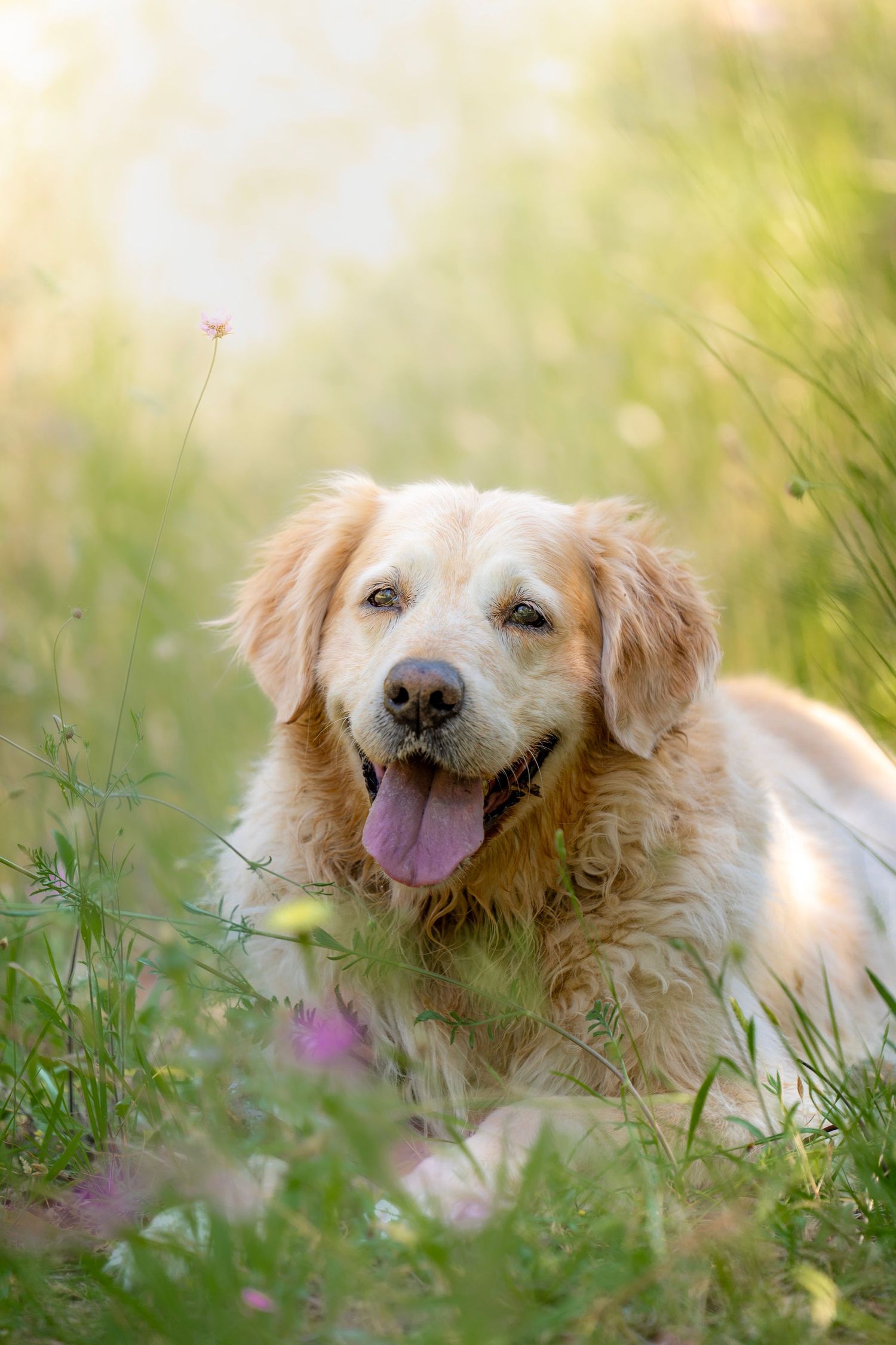 Fotograia Golden Retriever