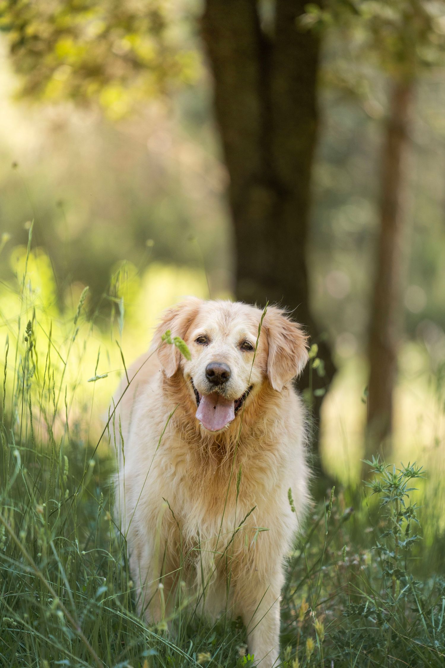 Fotografia Golden Retriever en Barcelona
