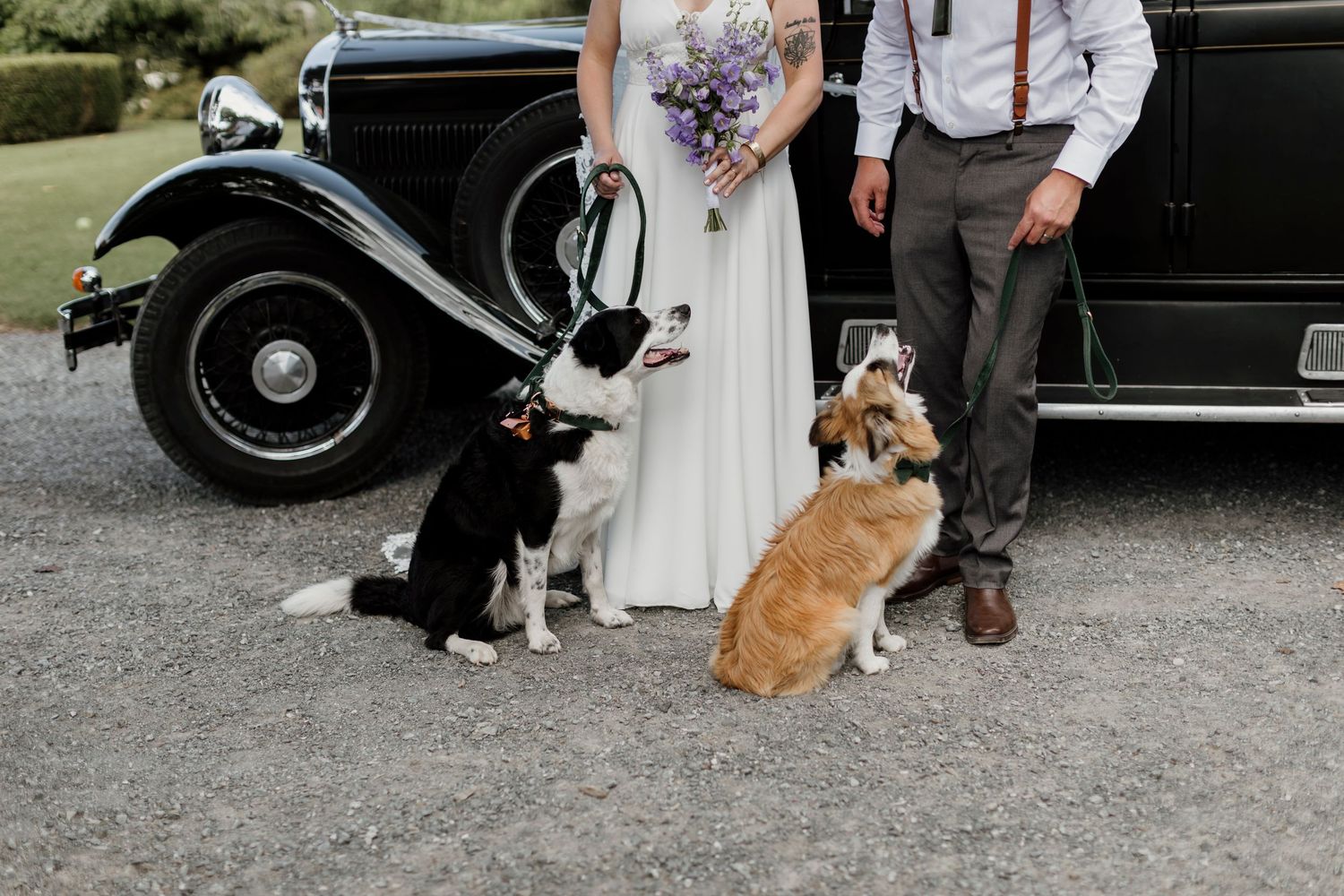 Bride and groom with their two dogs in front of a vintage black car, holding a purple bouquet — Oh Joy! Photography Tauranga