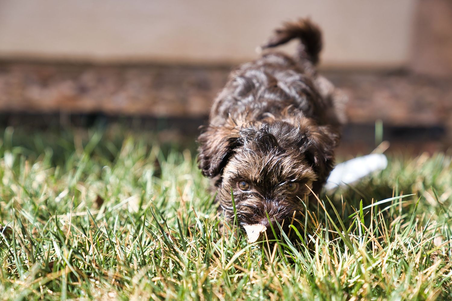 Fluffy brown puppy sniffing grass outdoors in a sunny backyard setting.