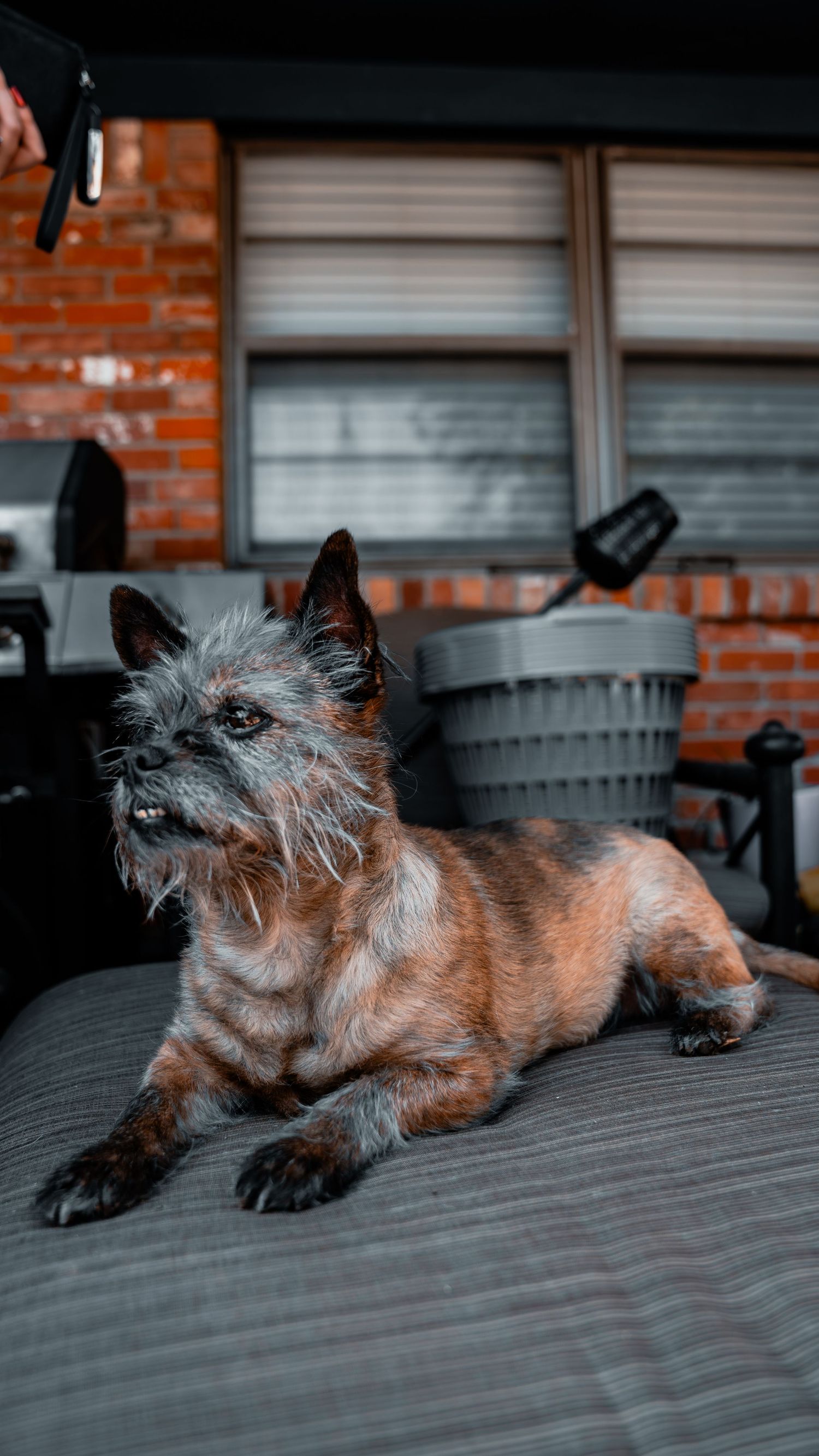 A scruffy Cairn Terrier dog with brindle coat resting on a gray seat outdoors near a brick wall.