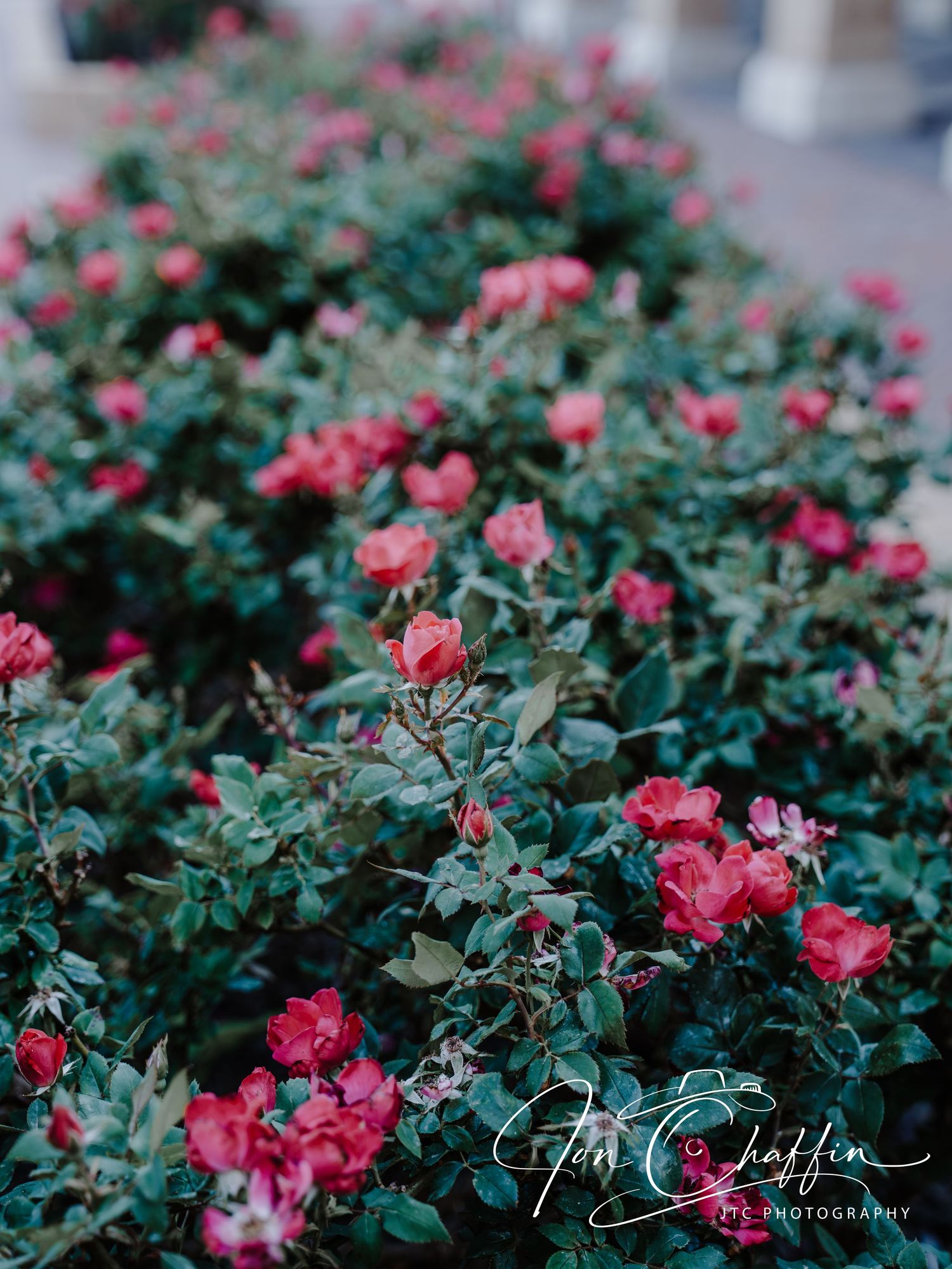 A dense green shrub blooming with vibrant red and pink roses captured by JTC Photography.
