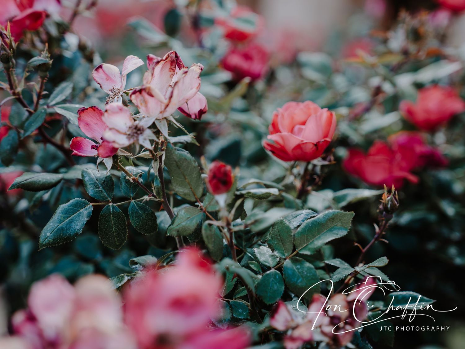 Soft-focus pink and coral roses on a bush with rich green leaves in natural light.
