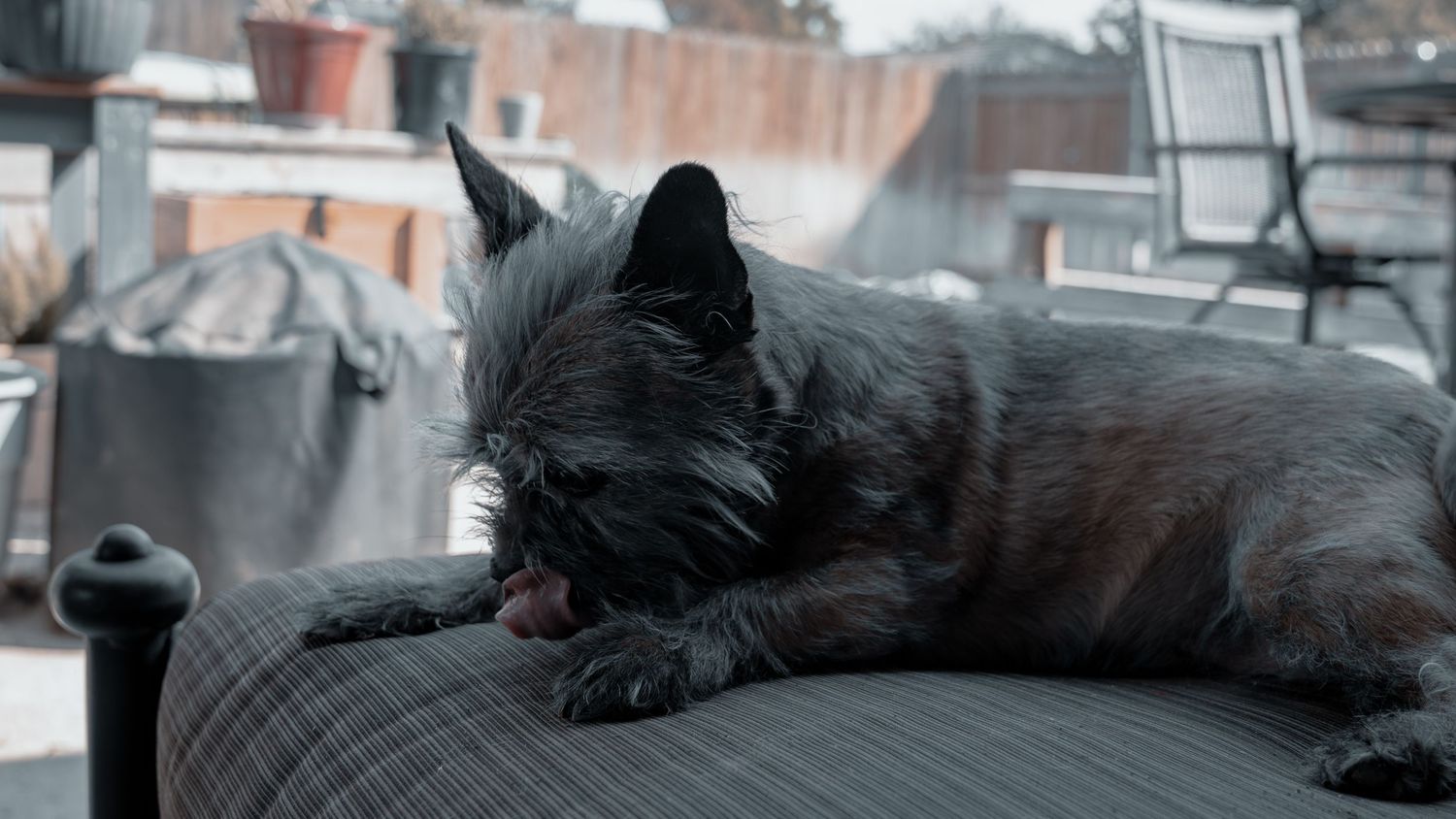 A dark gray Cairn Terrier dog licking its paw while resting on a striped outdoor patio chair.
