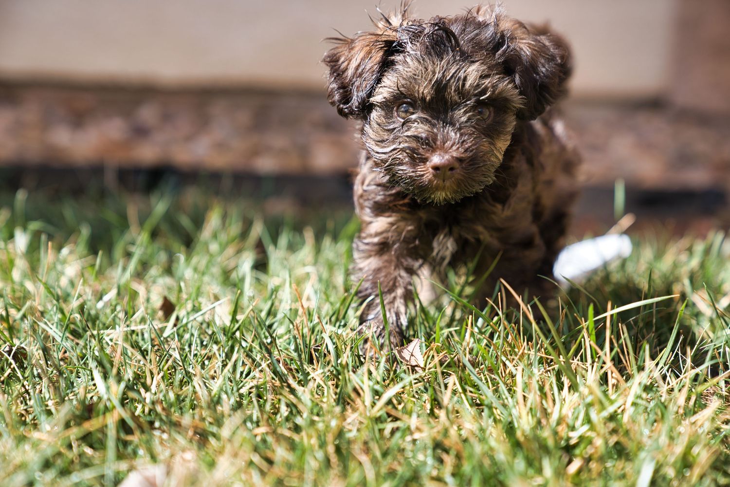 A fluffy dark brown puppy explores lush green grass outdoors in bright sunlight.