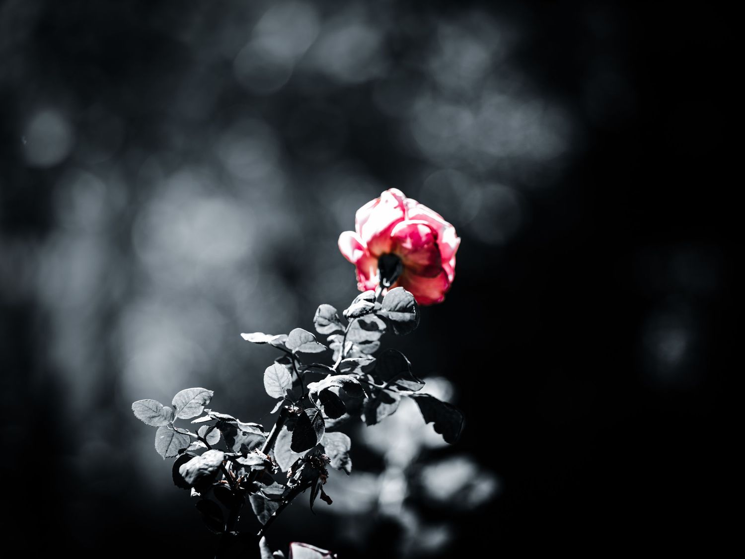 A vibrant red rose stands out against a monochromatic dark bokeh background in this selective color photography.