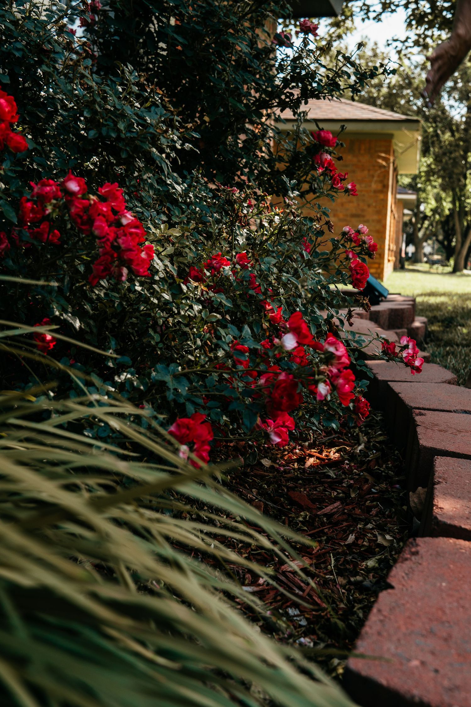 Red roses bloom along a brick garden path beside a brick house, surrounded by lush green foliage in a sunny yard.