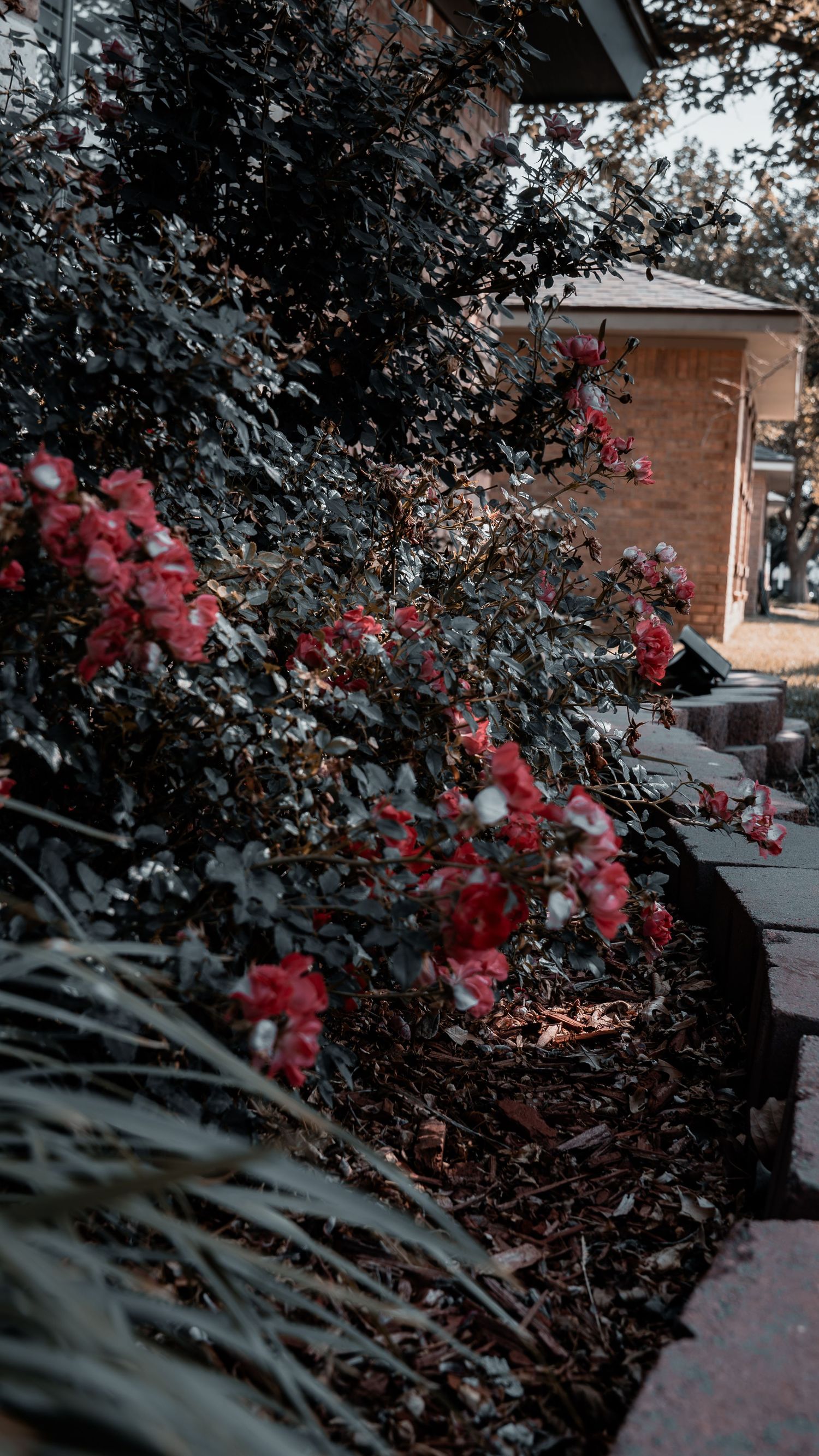 Red roses bloom along a dark garden path beside a brick building, surrounded by lush green foliage.