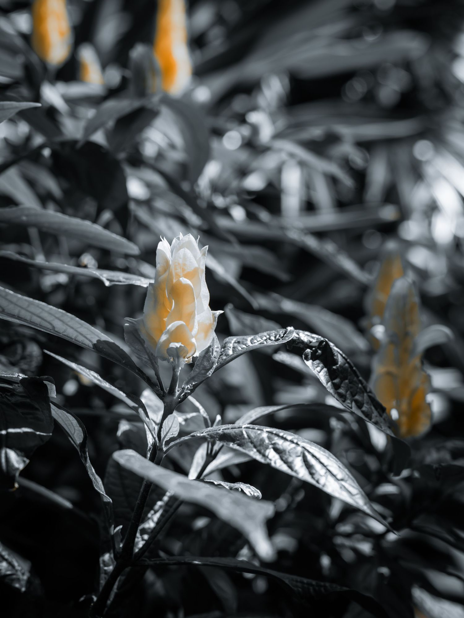Selective color photo of a white flower blooming among dark desaturated leaves with yellow buds in soft bokeh background.