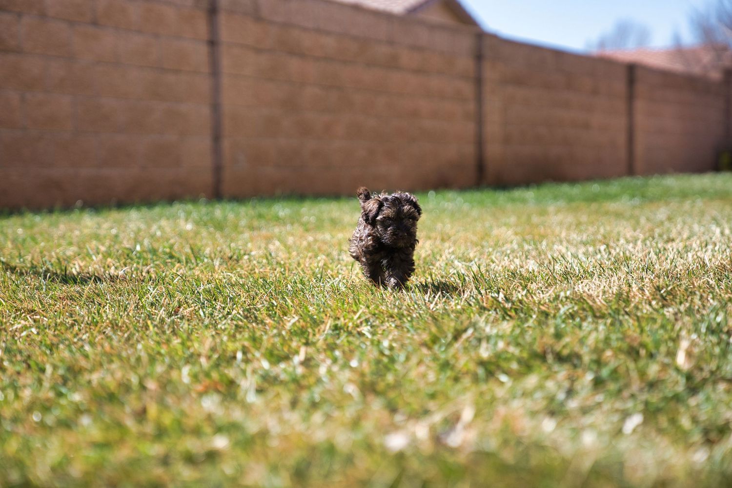 A small black puppy running through green grass in a sunny backyard enclosed by a tan brick wall.