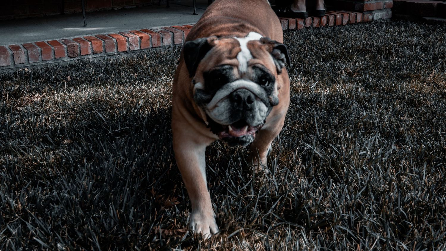 A brown and white English Bulldog standing on dark grass in a yard with brick edging.