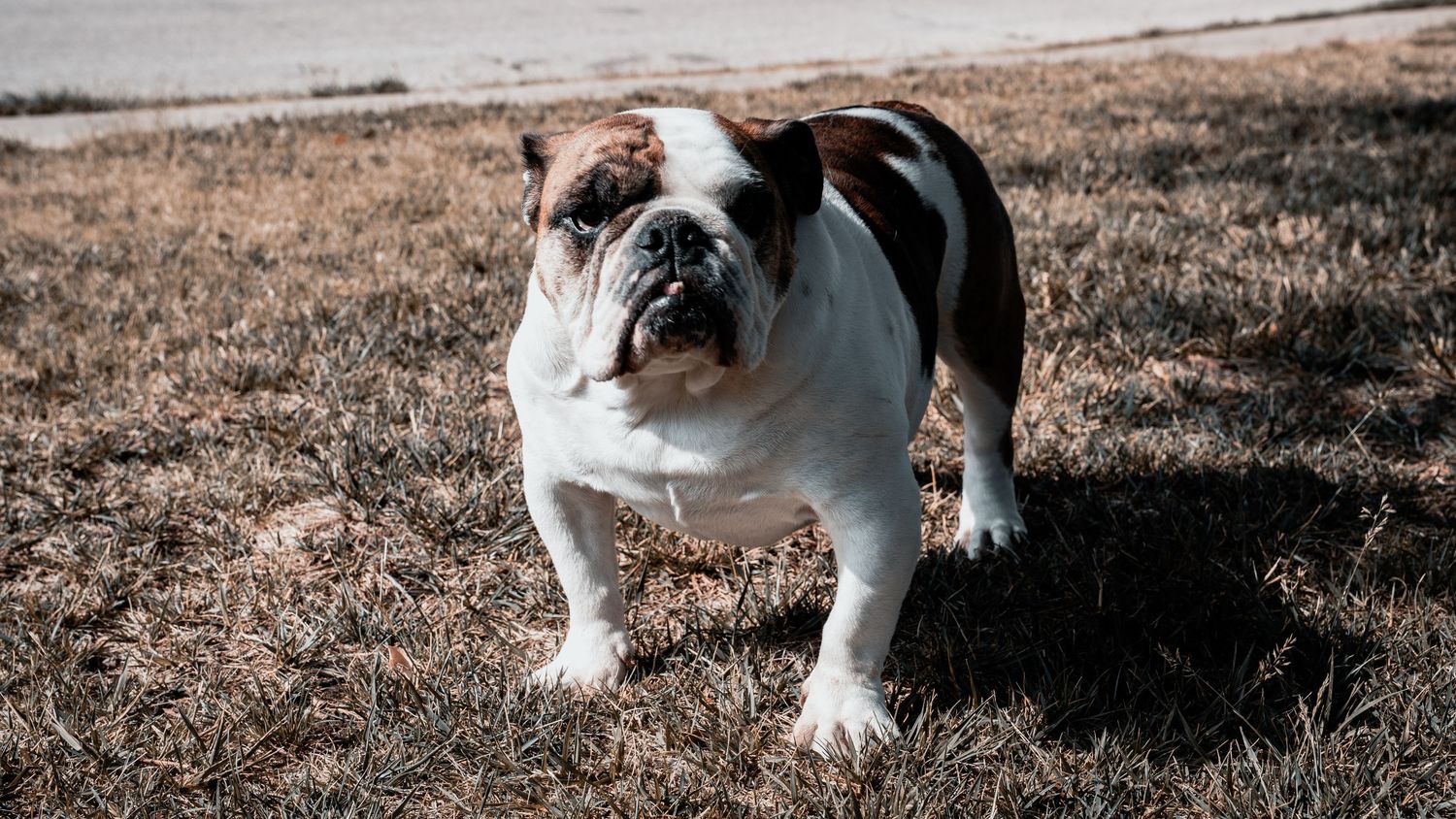 A stocky white and brown English Bulldog stands on dry brown grass, looking alert in natural outdoor lighting.