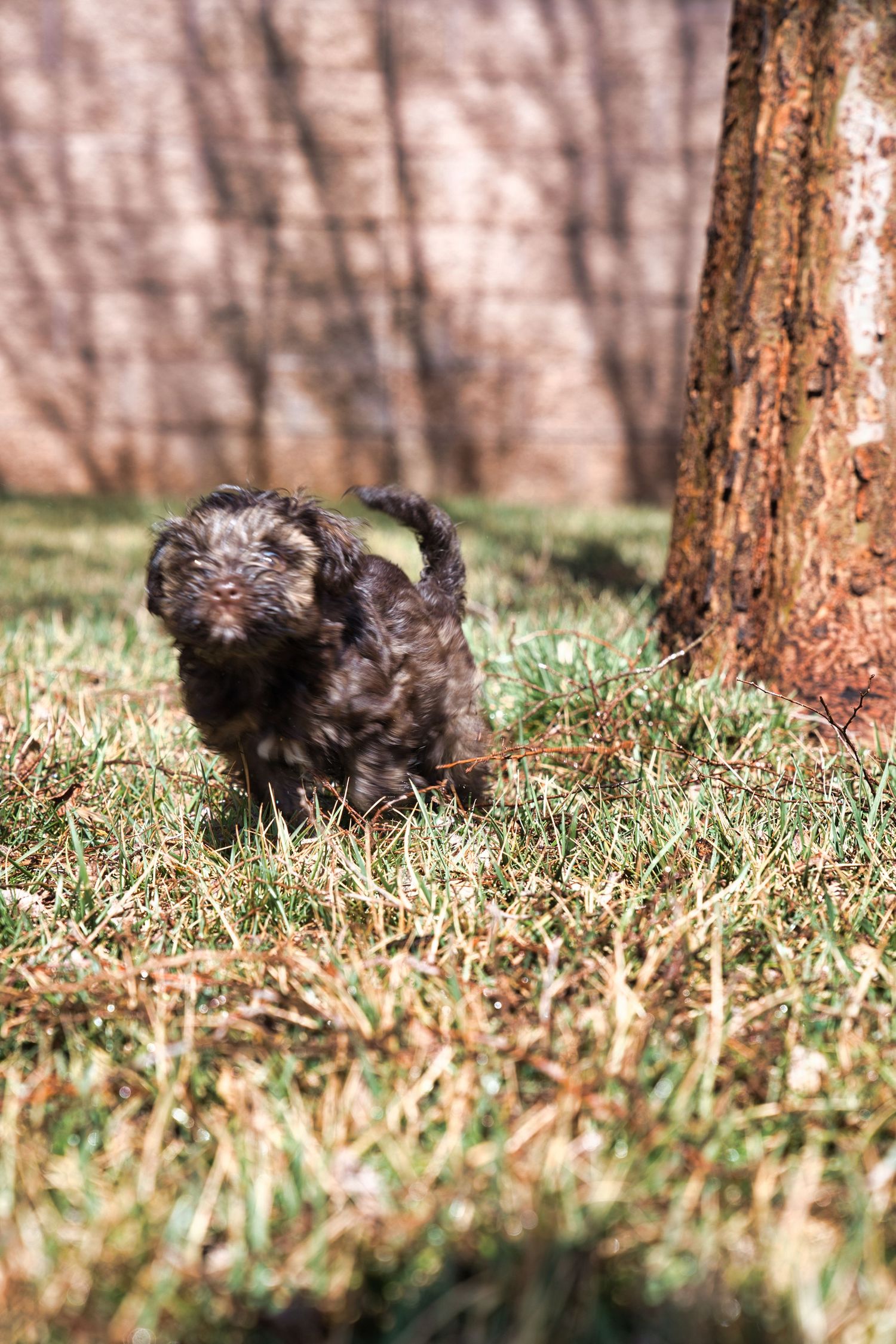A small dark fluffy puppy stands on grass near a tree trunk in a sunny outdoor setting.