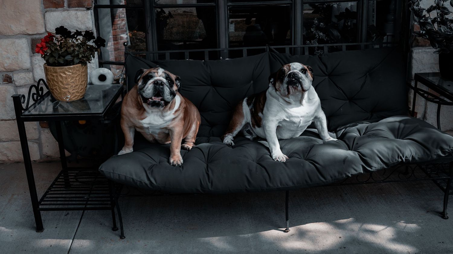 Two English Bulldogs resting on a black cushioned outdoor sofa on a patio.
