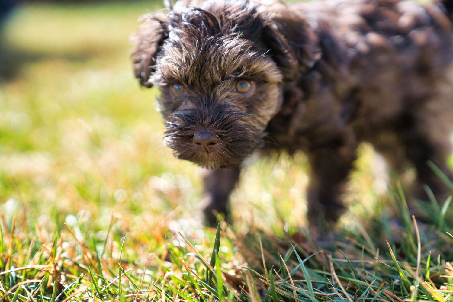 A small curly-haired brown dog standing on green grass outdoors in bright sunlight.
