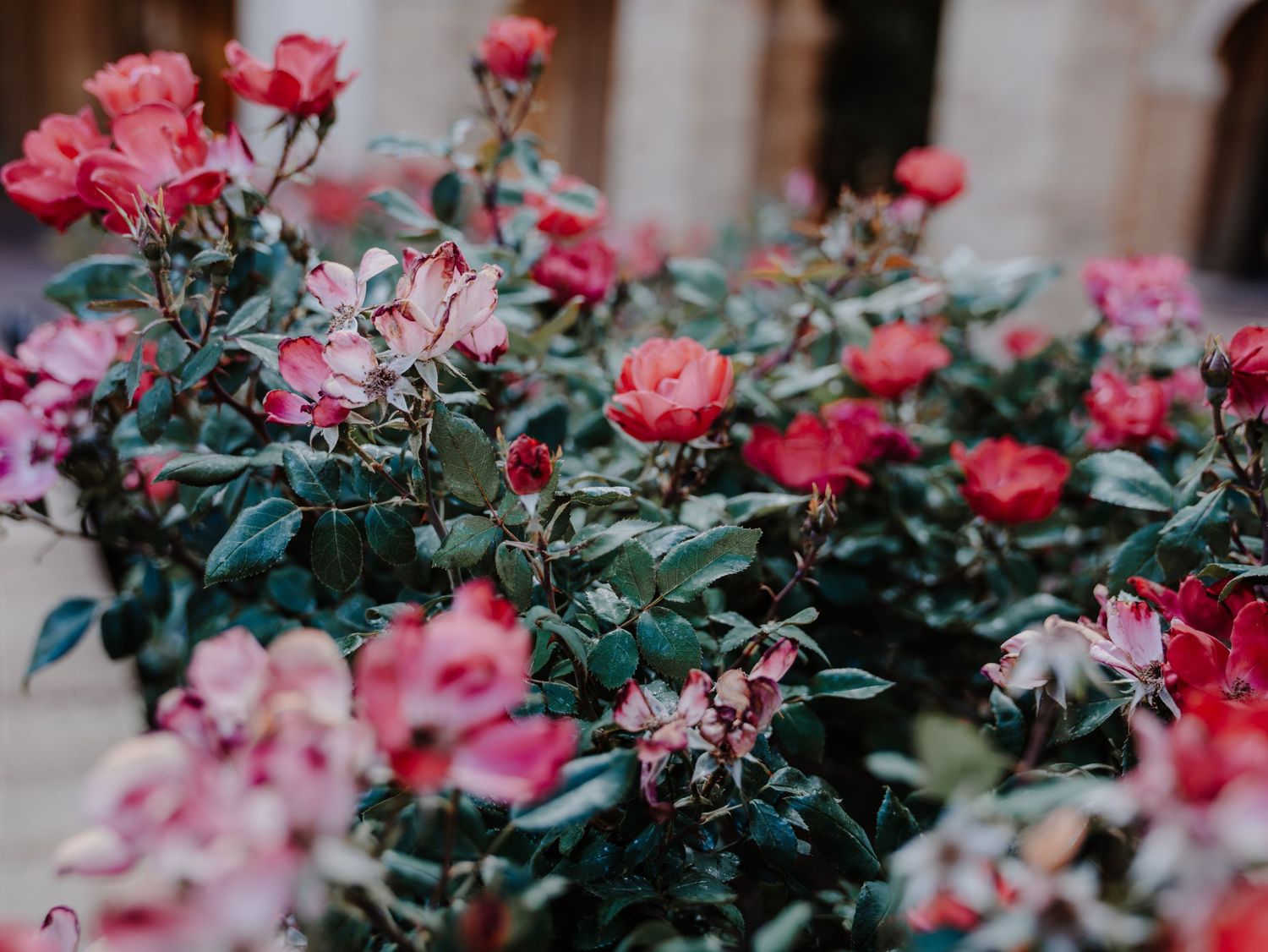 Lush rose bush with vibrant red and pink blooms surrounded by green foliage in a garden setting.