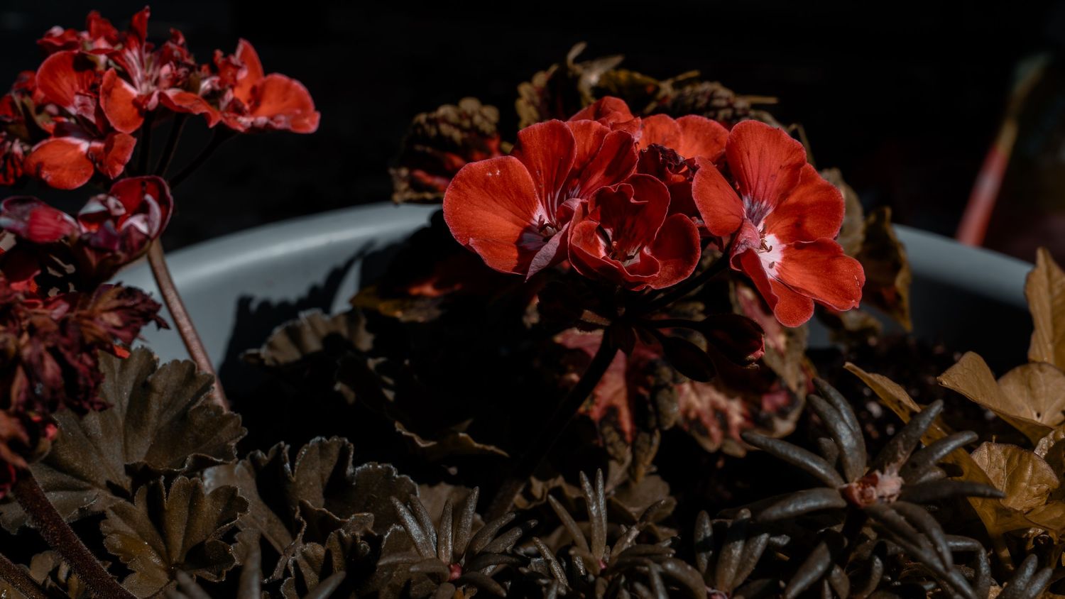 Vibrant red geraniums bloom in a dark pot surrounded by dried autumn leaves.