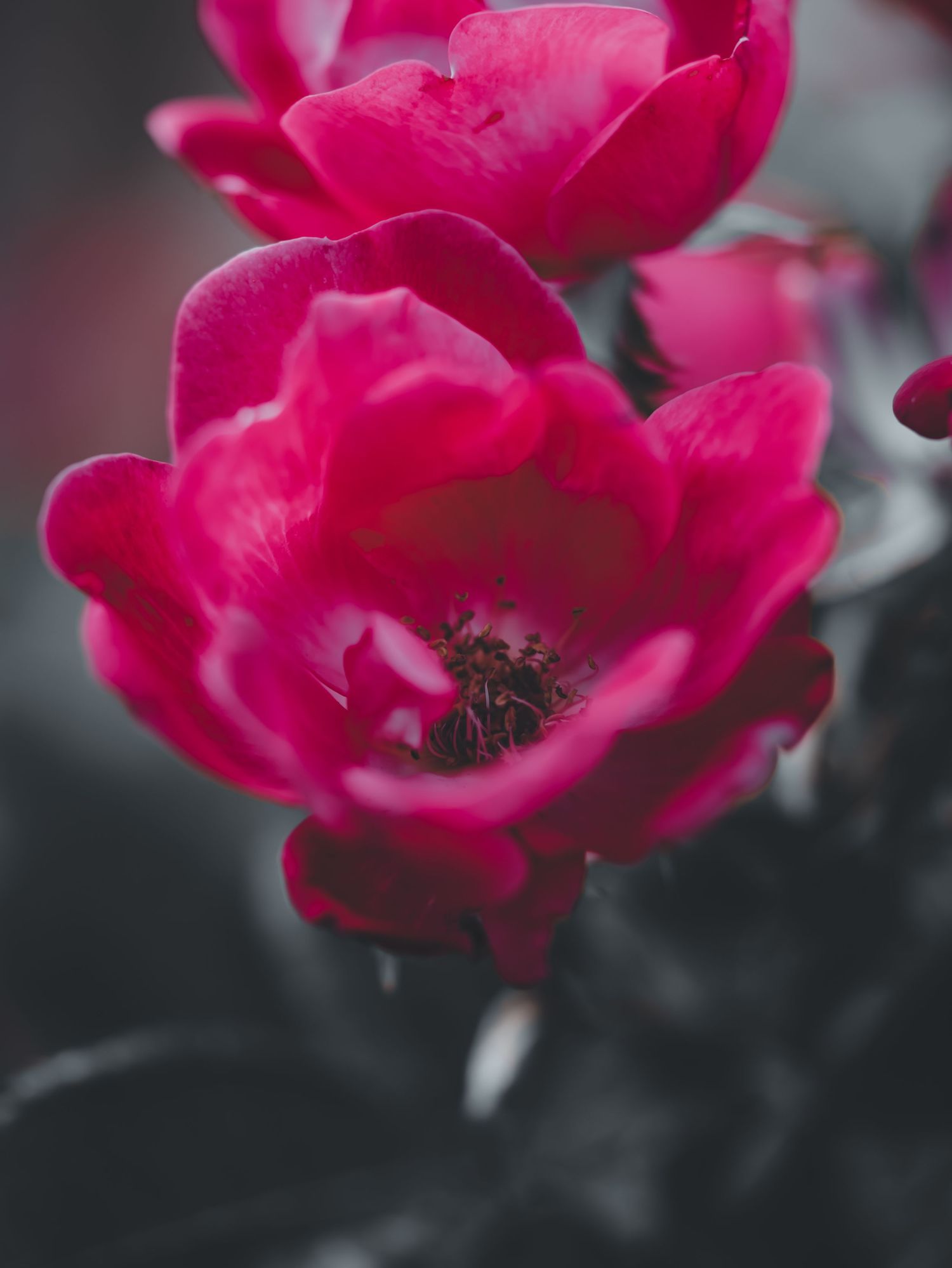 Close-up of bright magenta pink roses in full bloom with dark stamens visible against a blurred background.
