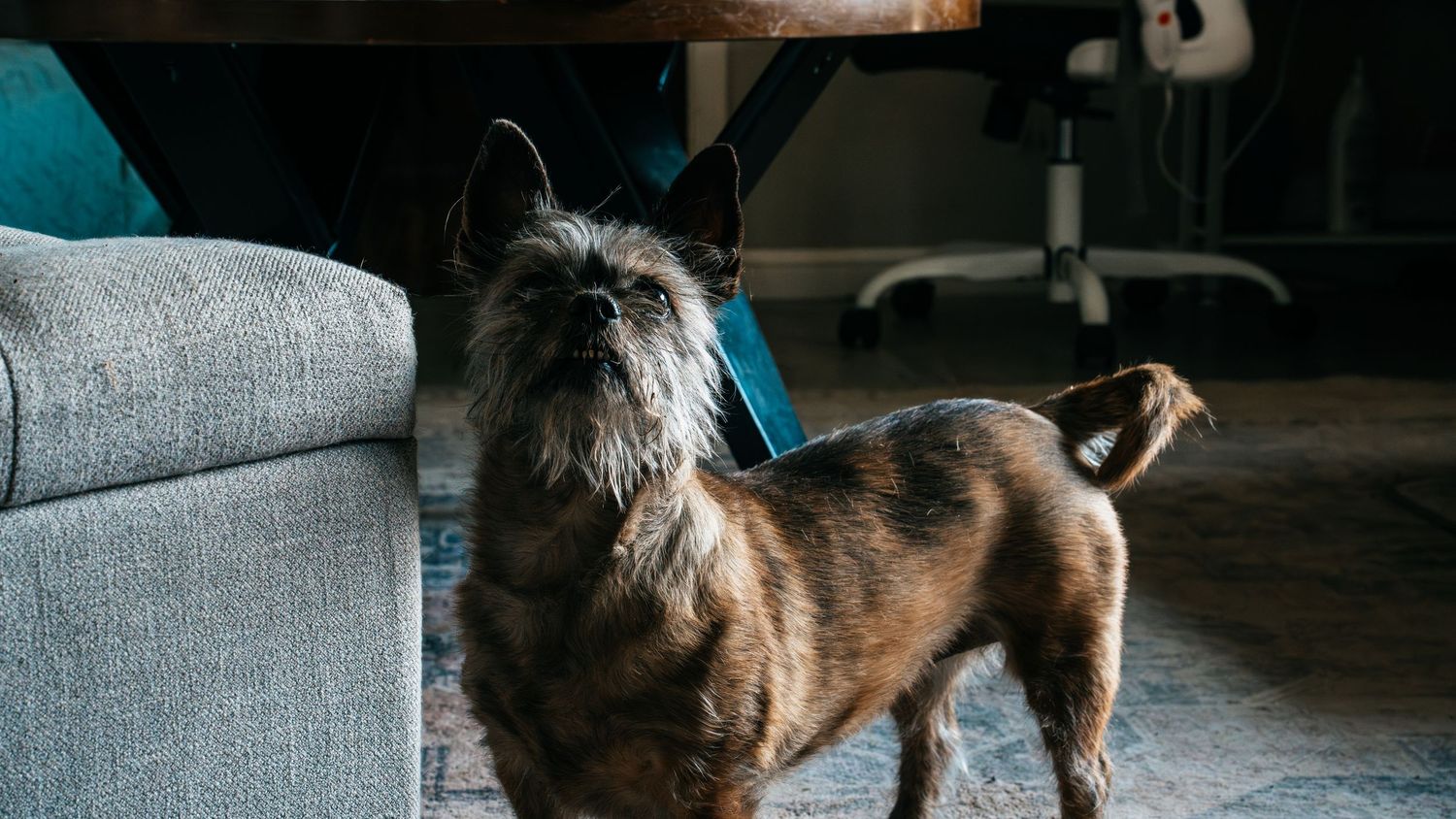 A scruffy brindle terrier dog standing on a rug beside a gray sofa in a sunlit living room.