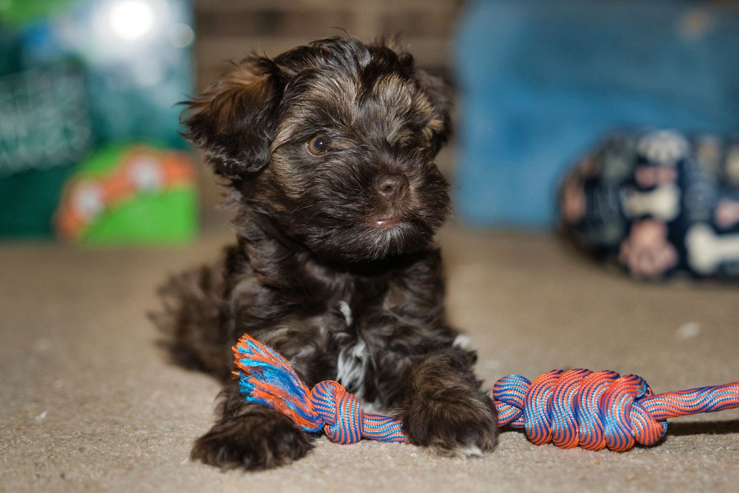 Adorable black fluffy puppy playing with a colorful rope toy on the floor.