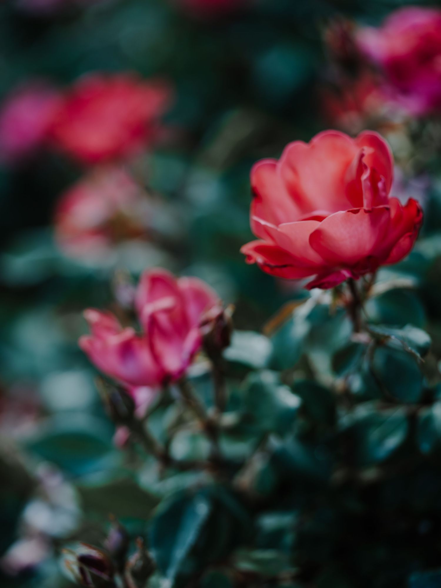 Vibrant red roses blooming on a bush with lush green foliage in a garden, captured with shallow depth of field.