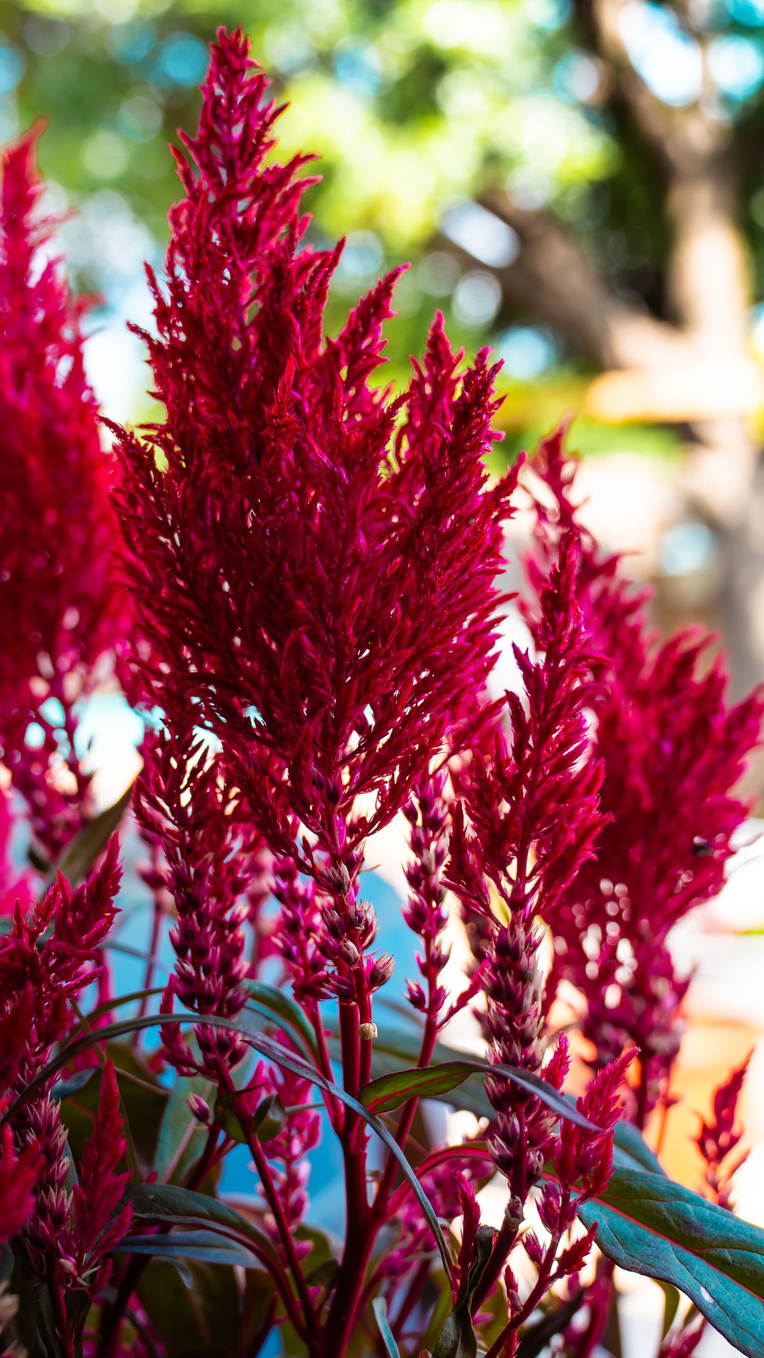 Vibrant red celosia plumosa flowers in full bloom with feathery plumes against a blurred green and blue background.