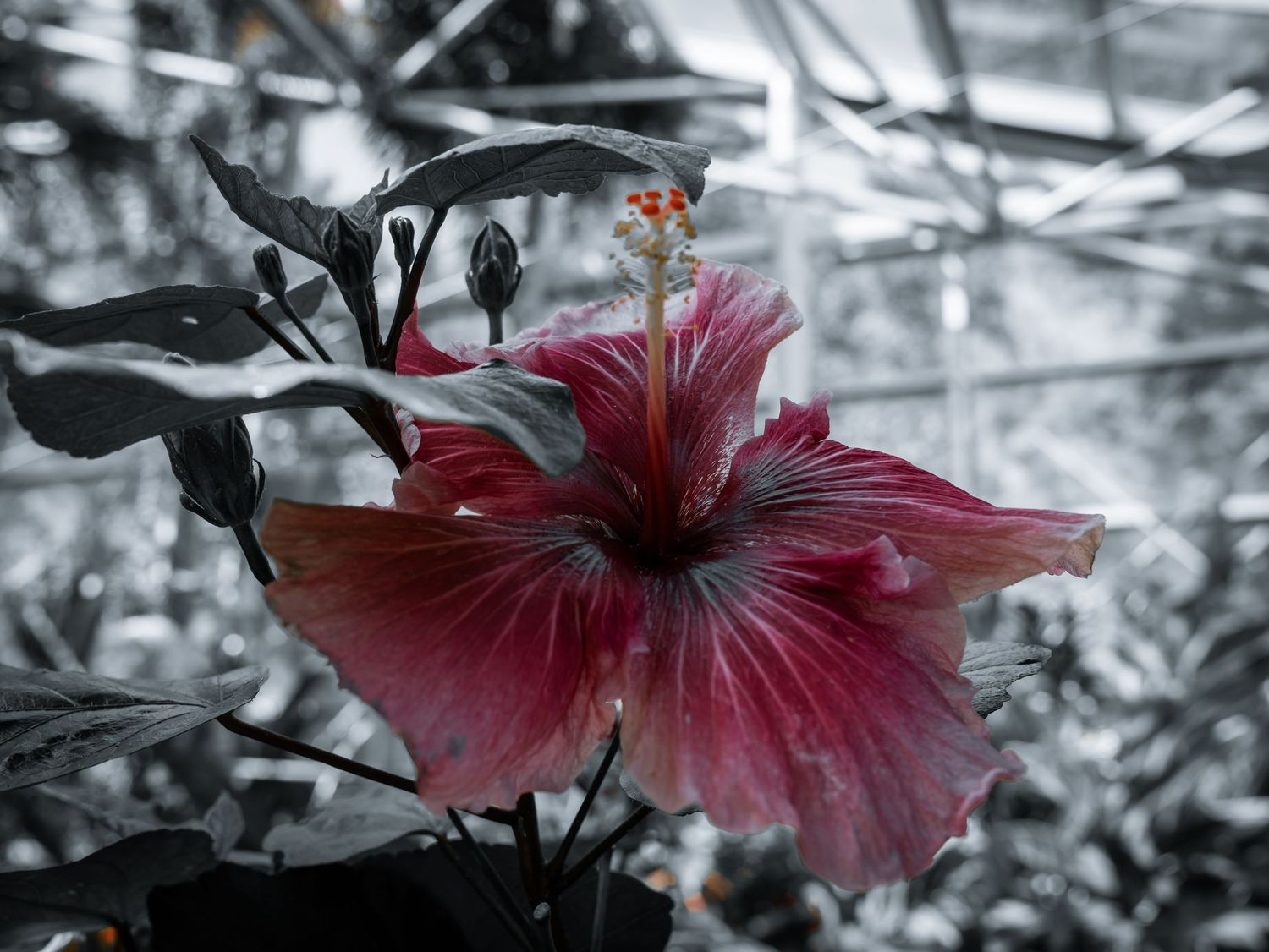 A deep crimson hibiscus flower with delicate stamens stands out against a monochrome gray leafy background.