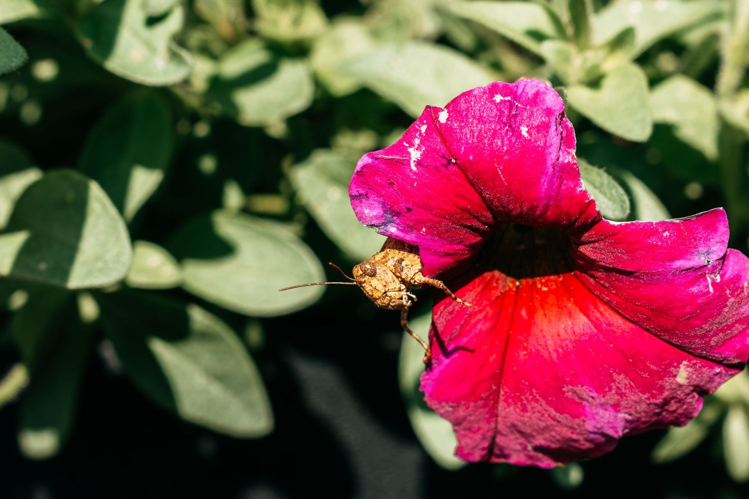 A vibrant red hibiscus flower with a small insect resting on its petals, surrounded by lush green foliage.
