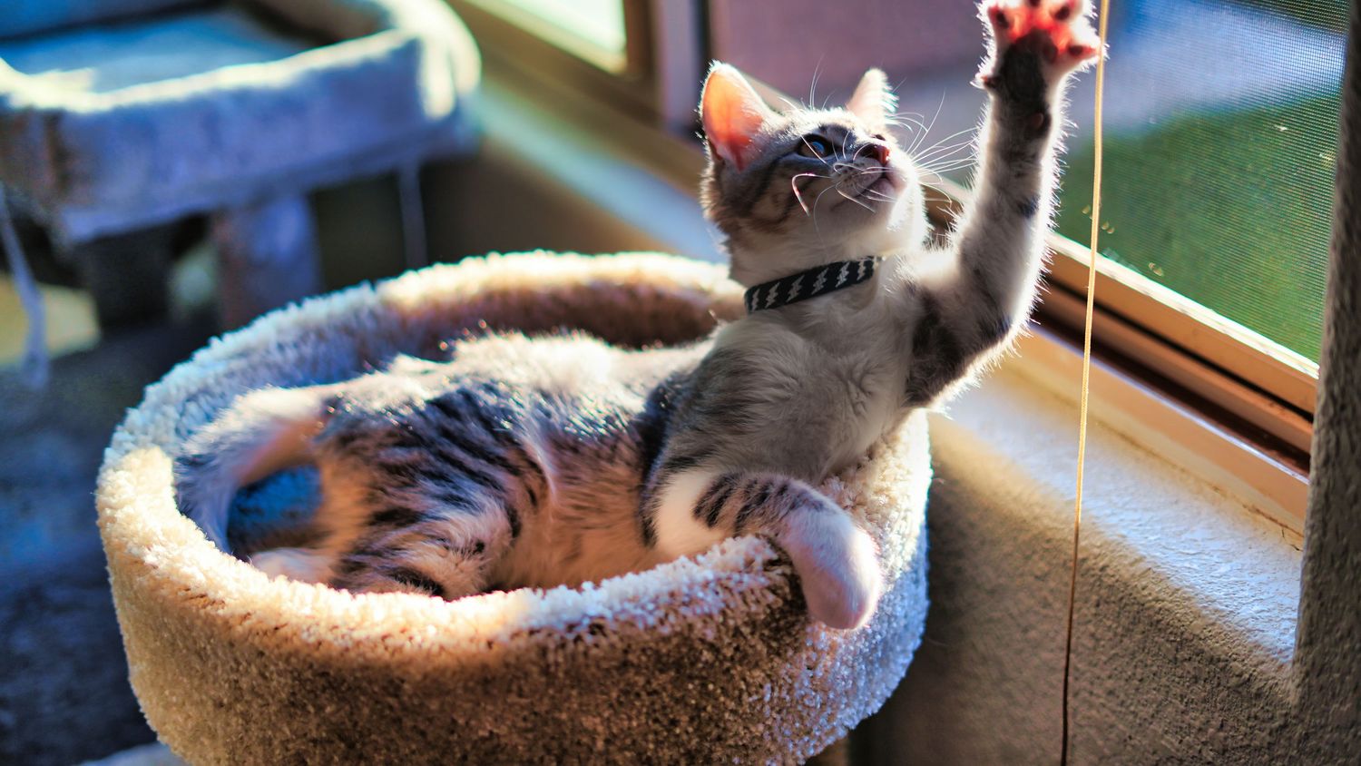 A playful tabby kitten in a cozy cat bed reaches up with one paw toward a sunlit window.
