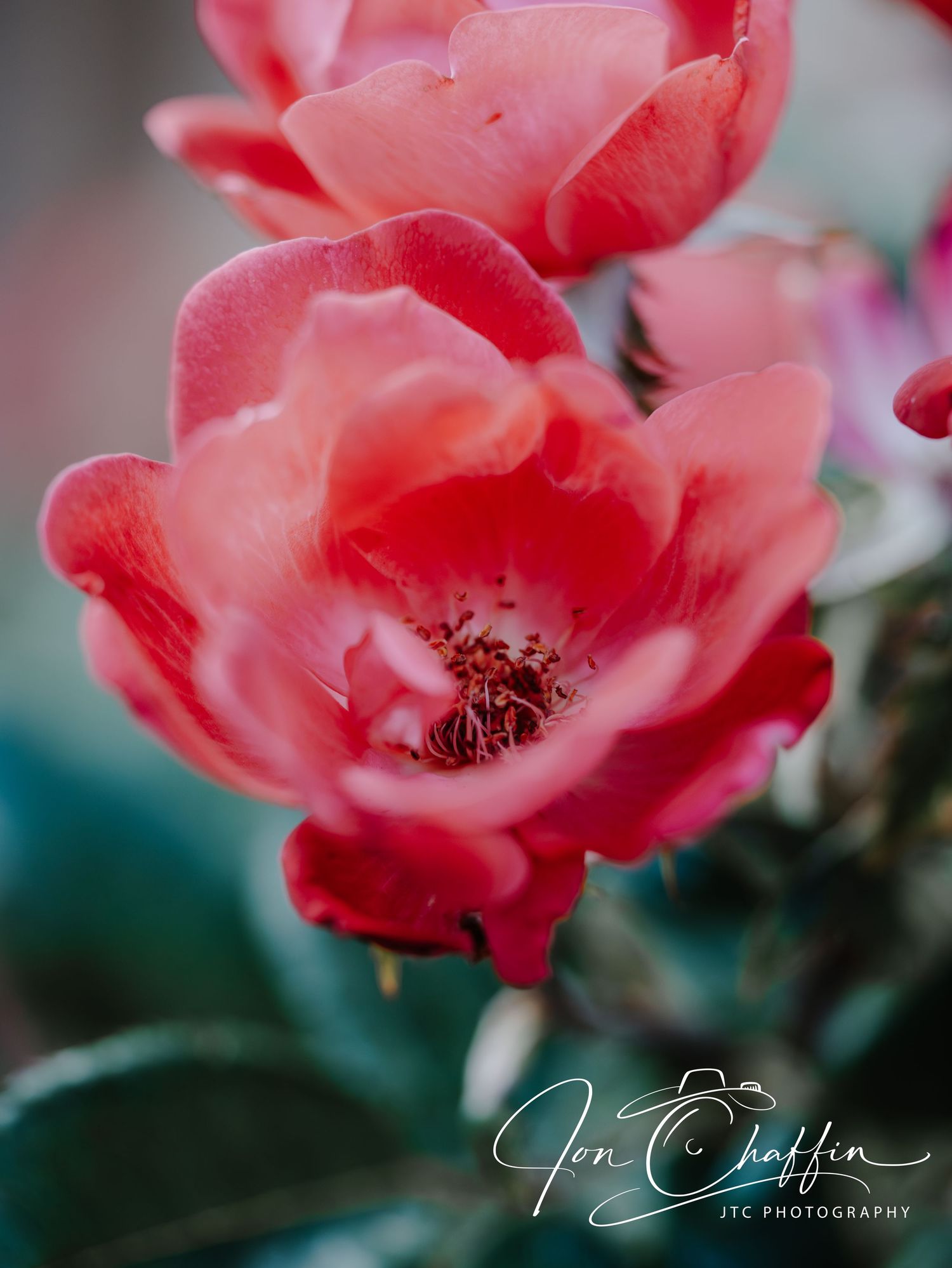 Macro shot of open red rose bloom revealing delicate pink petals and stamens.