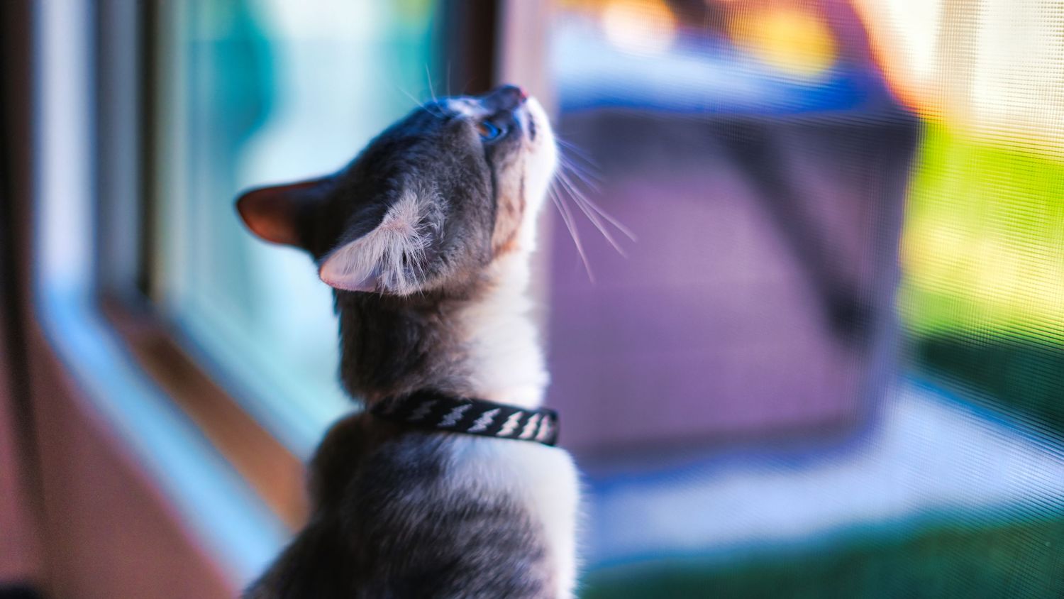 A curious cat wearing a collar gazes upward while sitting near a sunlit window indoors.