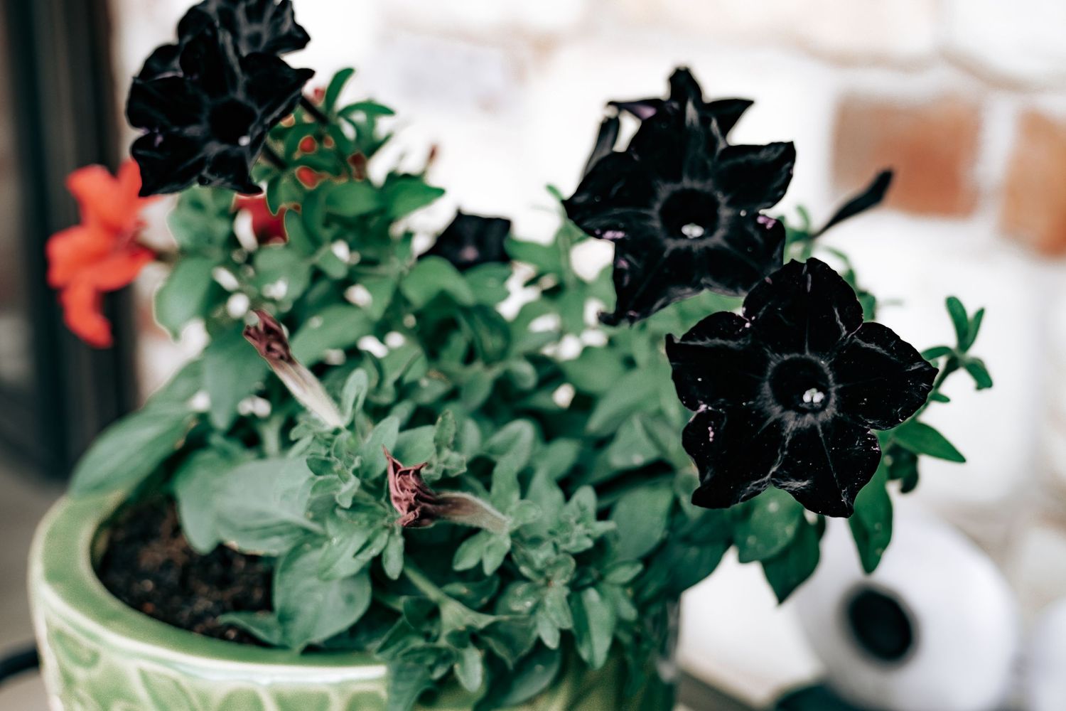 Black petunia flowers blooming in a decorative green pot with lush green foliage and a red flower accent.
