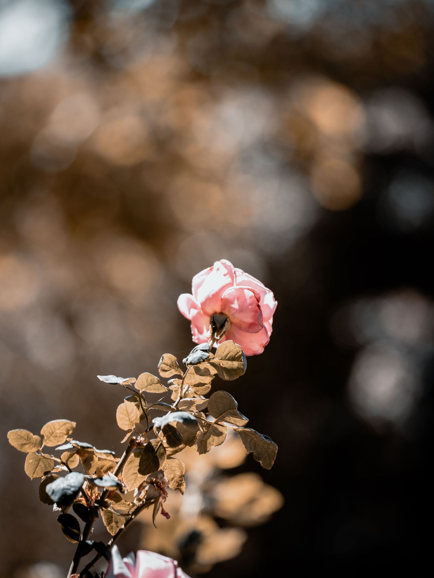 A single pink rose bloom with dried brown leaves on a stem, set against a soft bokeh background of autumn foliage.