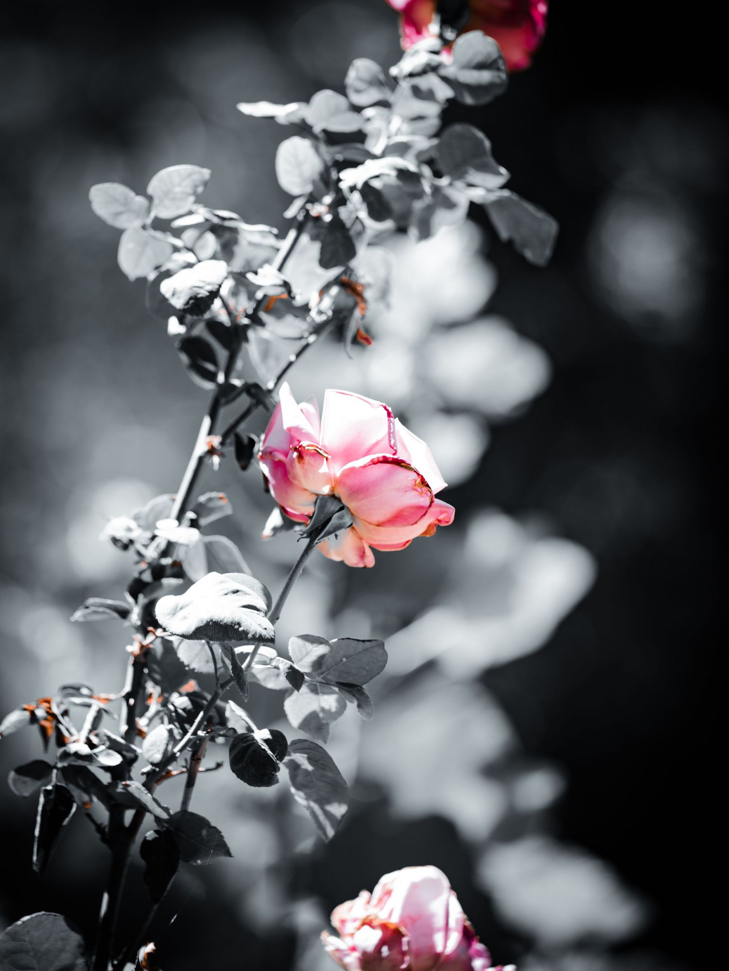 A selective color photo of pink roses on a branch with gray-toned leaves against a soft dark bokeh background.
