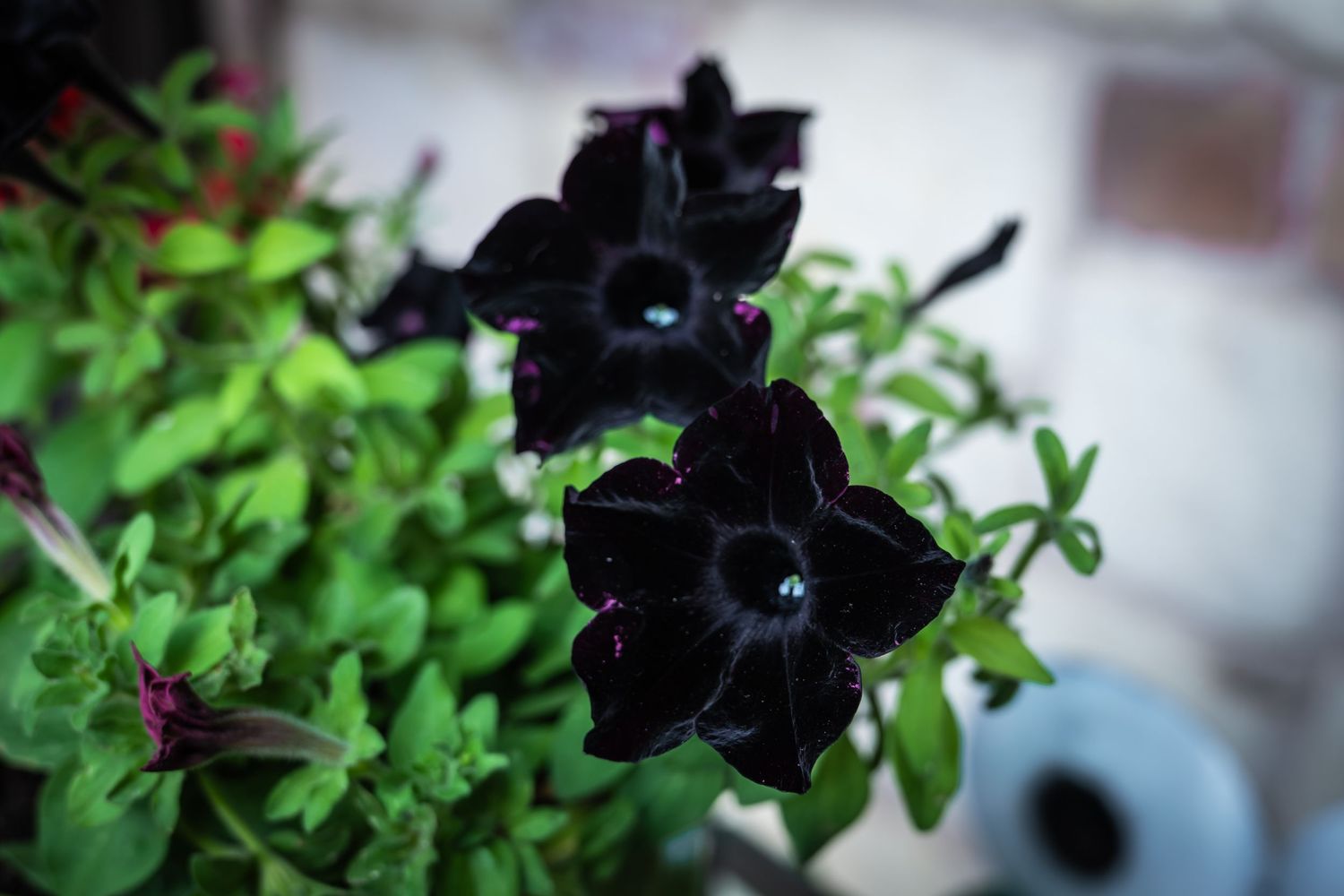 Deep black petunia flowers in full bloom surrounded by lush green foliage in an outdoor garden.