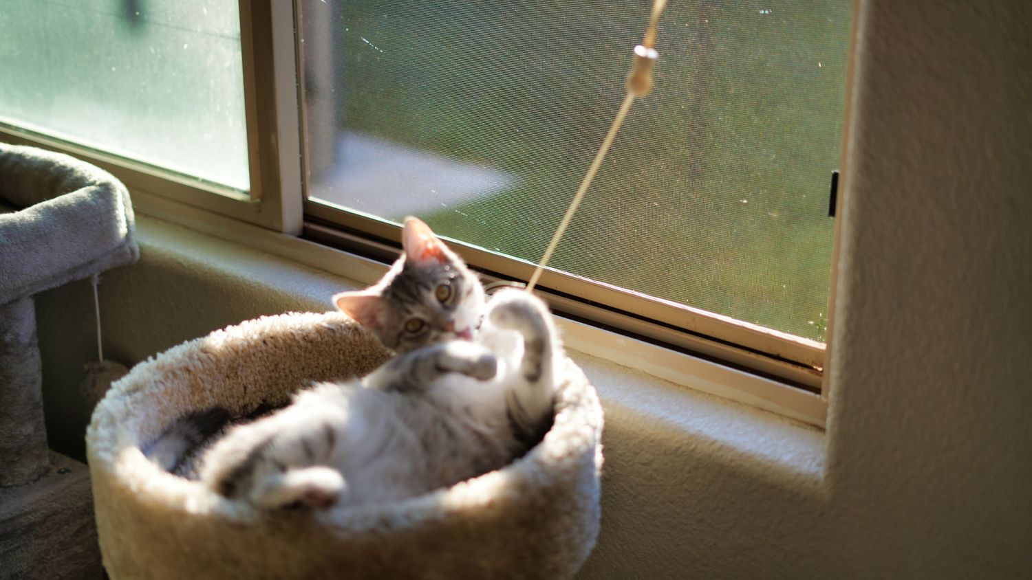 Cute kitten resting in a cozy round cat bed by a sunny window, playfully reaching for a dangling toy.