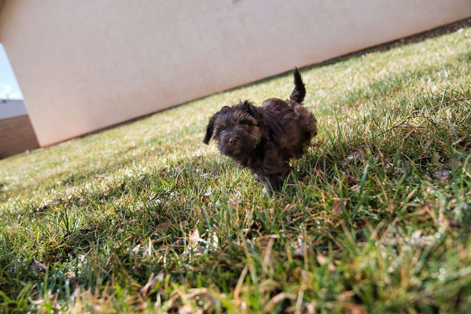 A small dark brown fluffy puppy running playfully on green grass in a sunny outdoor yard.