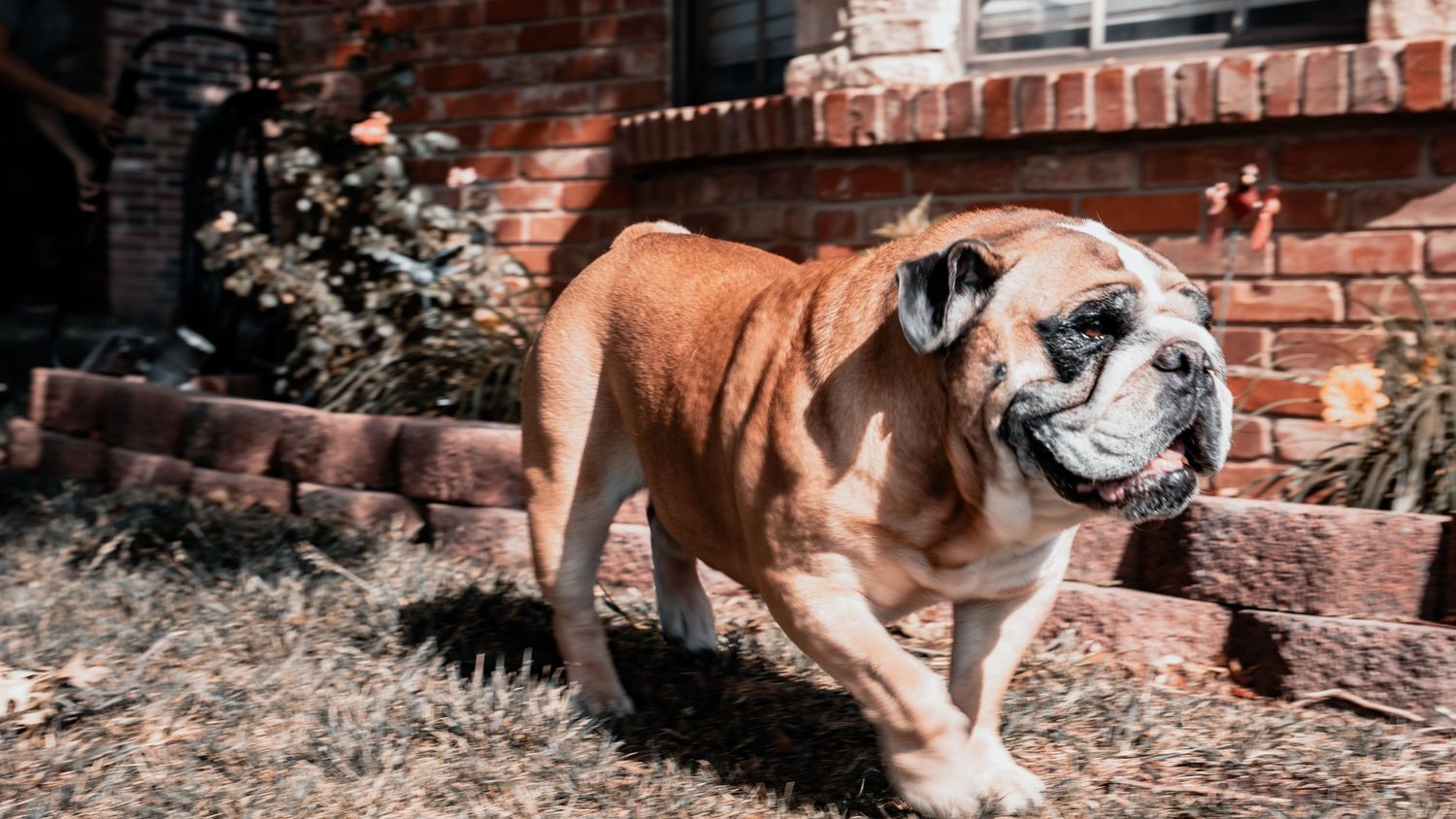 An English Bulldog walking on dry grass beside a brick house exterior.