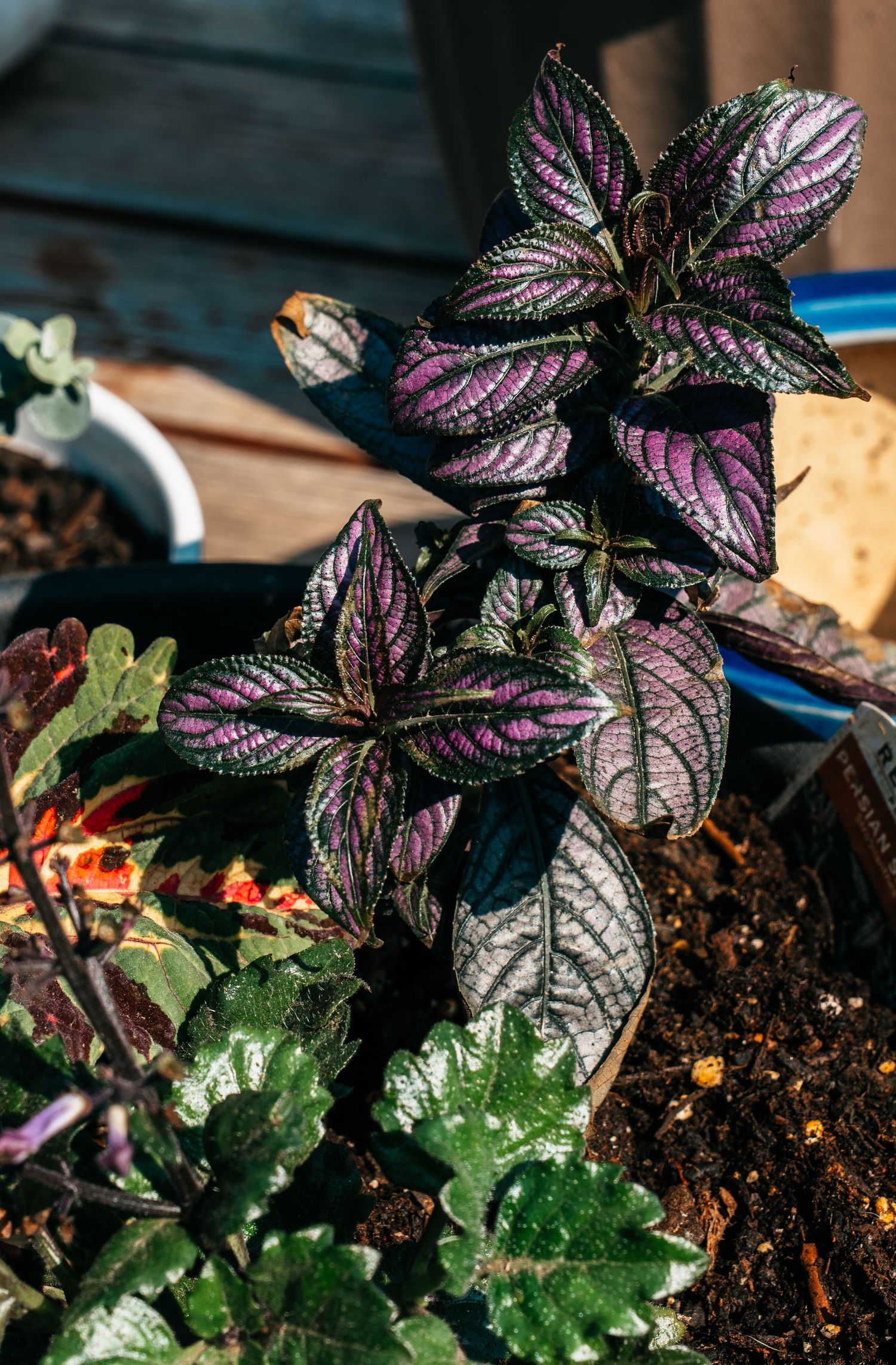 Persian shield plant with striking purple and silver patterned leaves growing in a garden pot with dark soil.