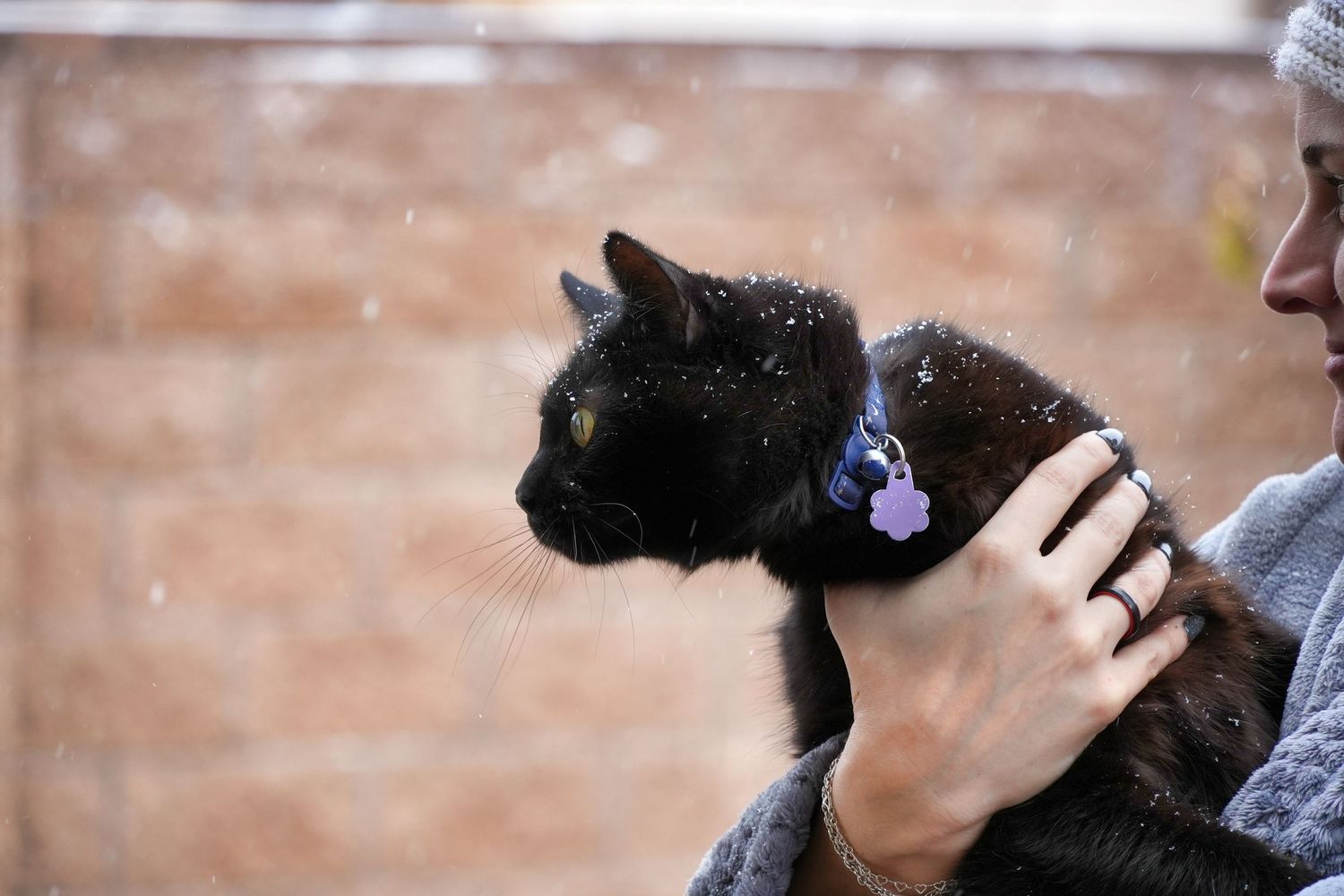 A person holds a black cat wearing a purple collar outdoors in falling snow.