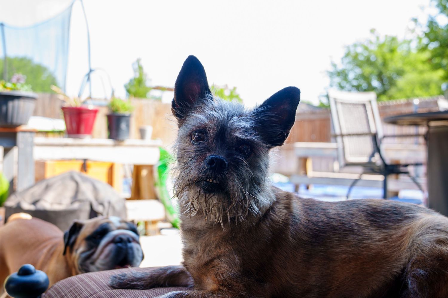A scruffy Cairn Terrier with large ears sits outdoors on a patio, with a bulldog resting in the background.