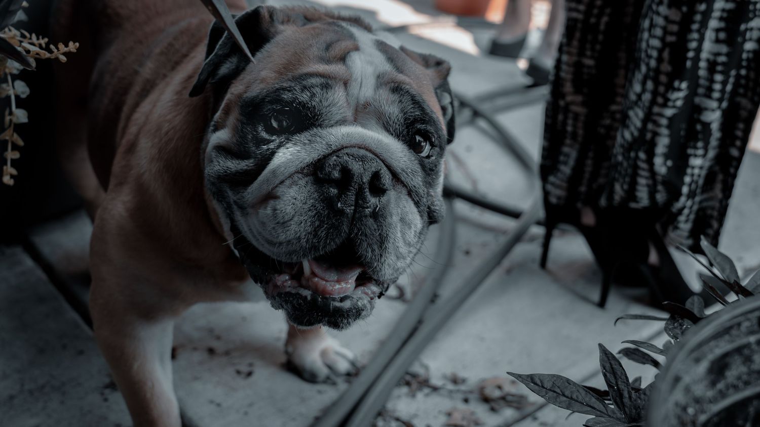 A brown and white English Bulldog with a wrinkled face stands outdoors, looking up with mouth open.