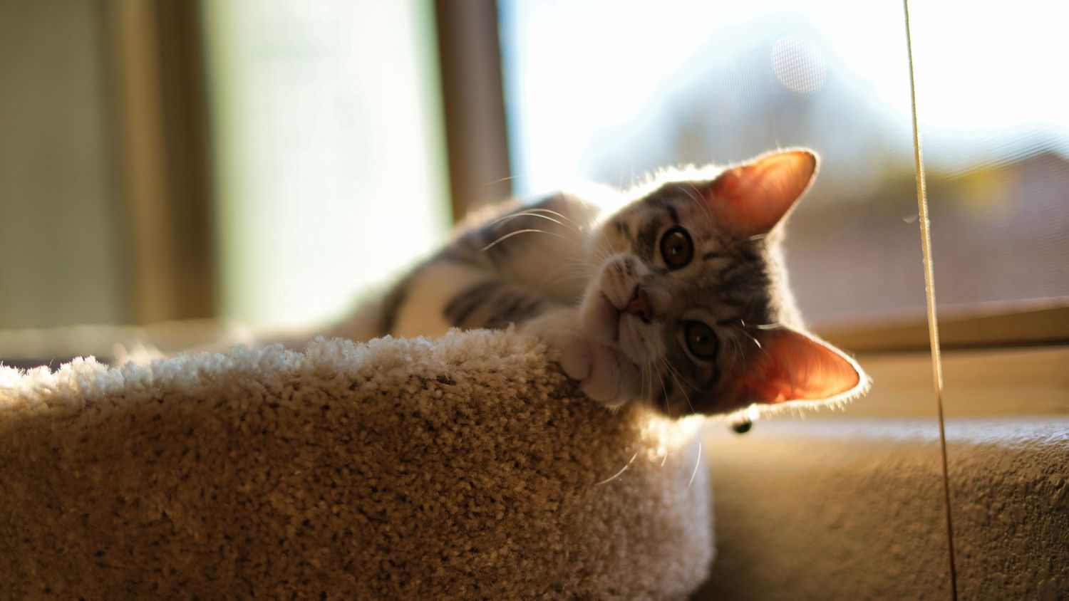 A cute gray tabby kitten resting its chin on a carpet cat tree perch near a sunny window.