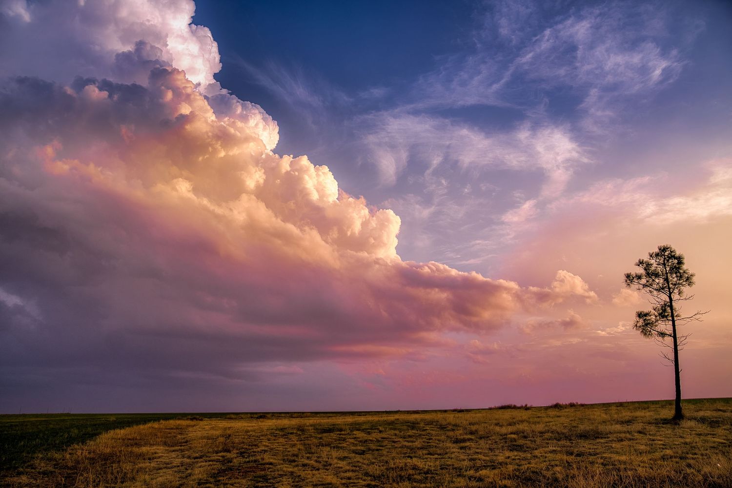 Dramatic pink and purple storm clouds billow over a lone tree on a prairie.